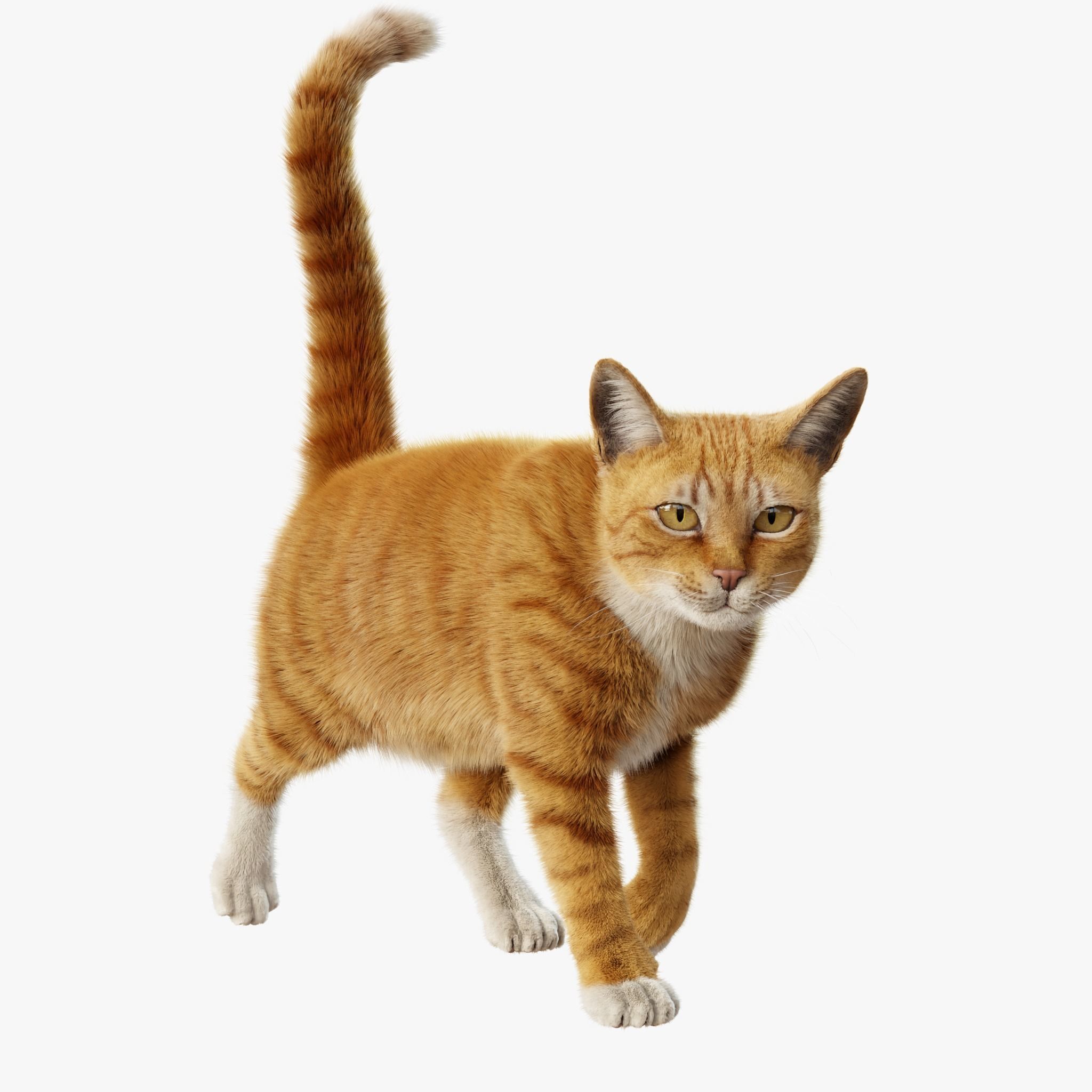 Cat Orange Tabby Rigged Animated 3D model 4