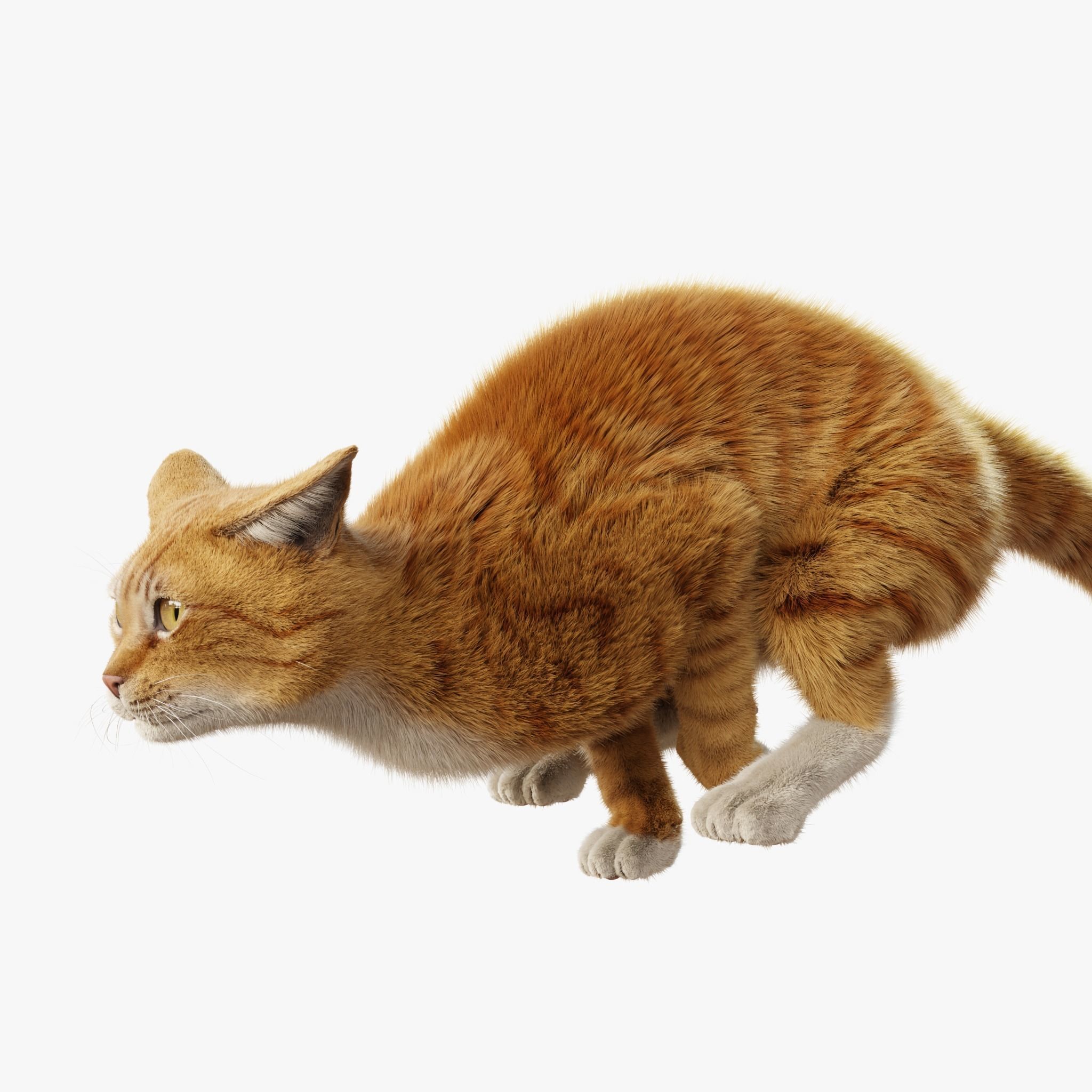 Cat Orange Tabby Rigged Animated 3D model 5