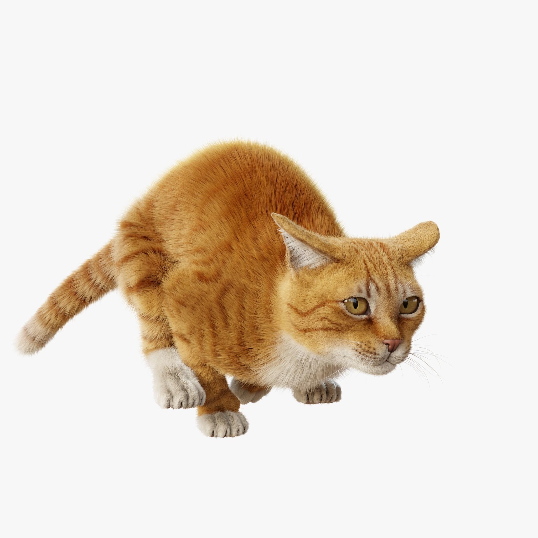 Cat Orange Tabby Rigged Animated 3D model 6