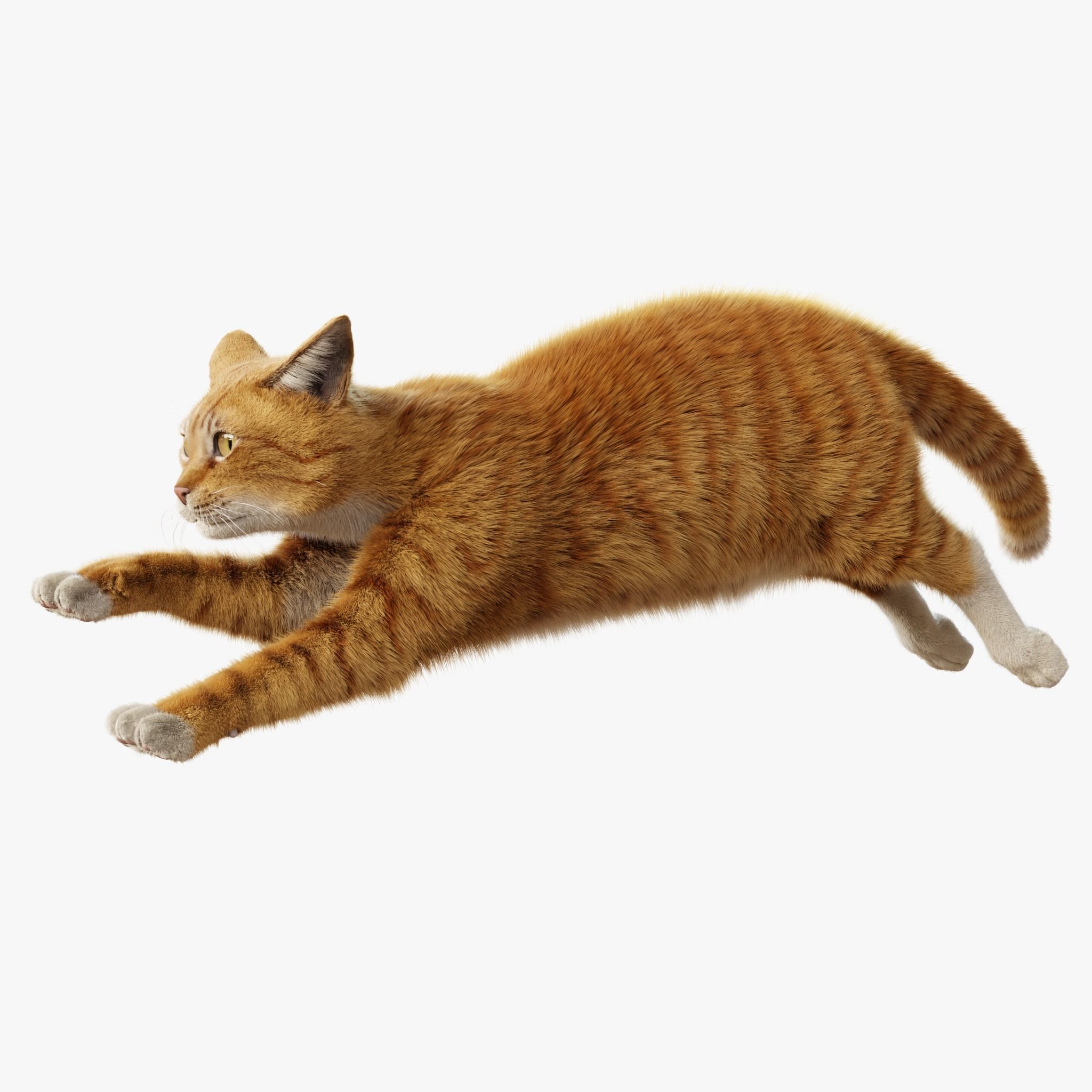 Cat Orange Tabby Rigged Animated 3D model 7