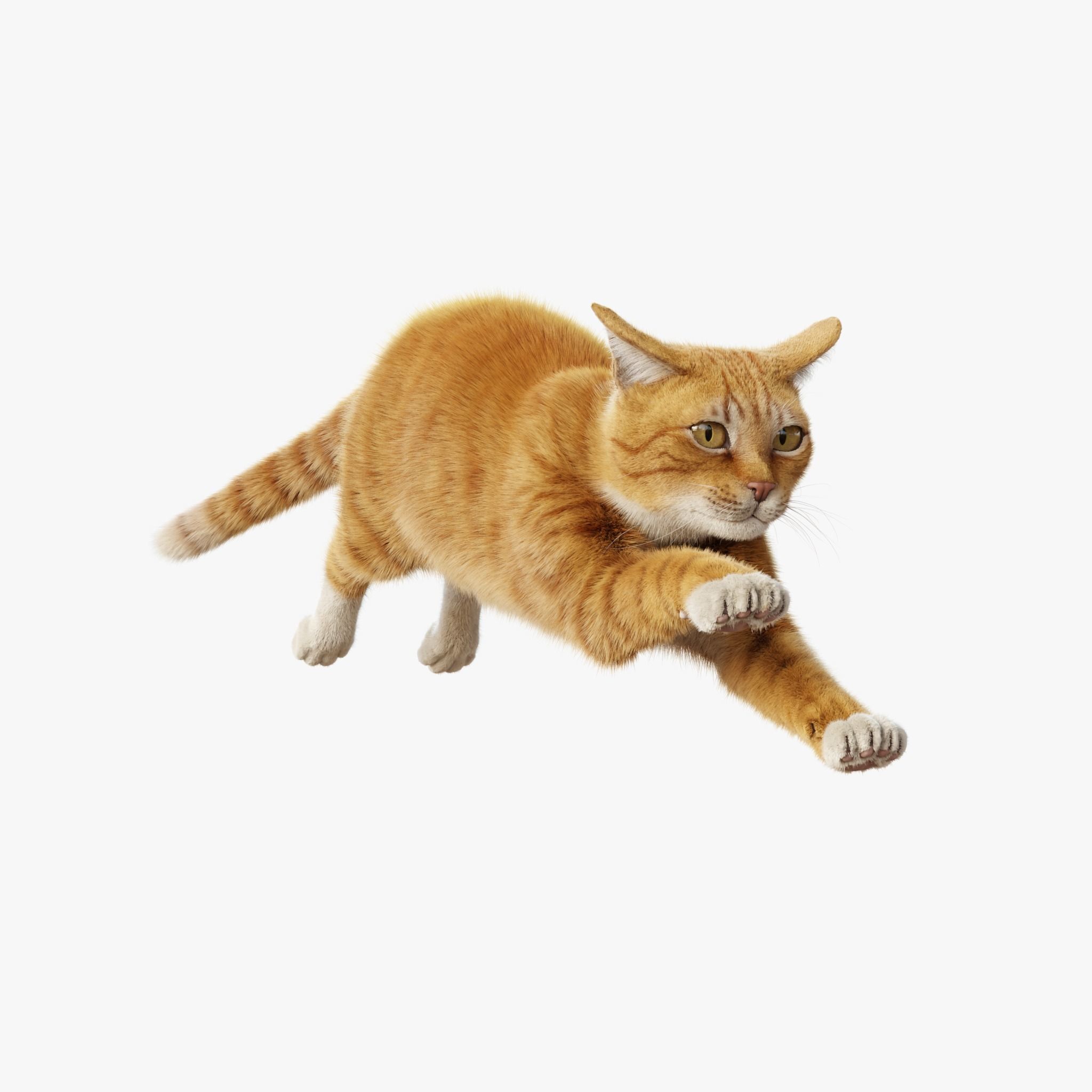 Cat Orange Tabby Rigged Animated 3D model 8