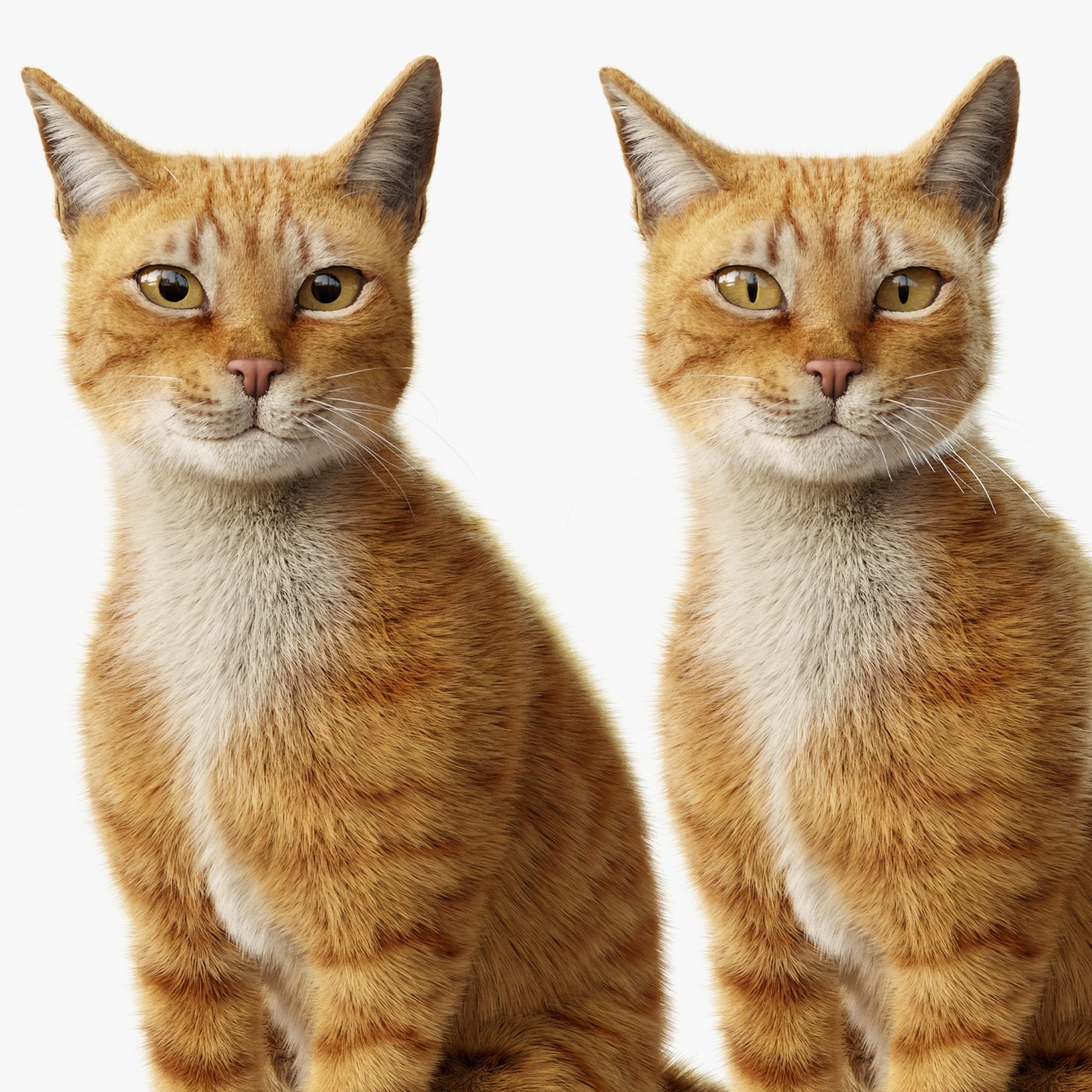 Cat Orange Tabby Rigged Animated 3D model 9