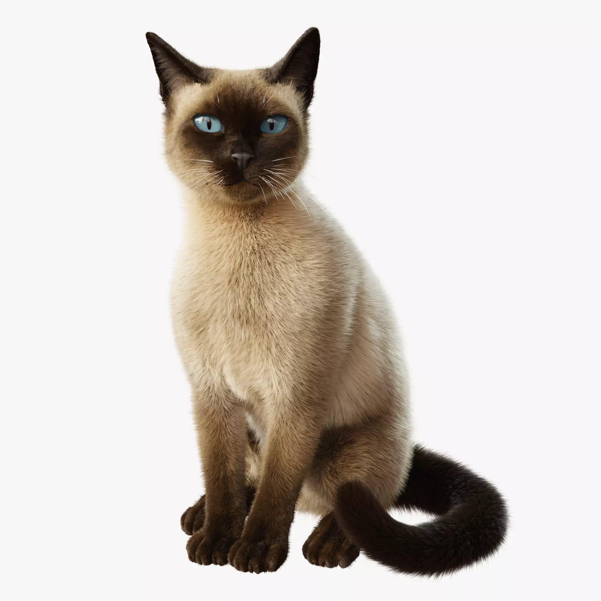 Cat Siamese Rigged Animated 3D model