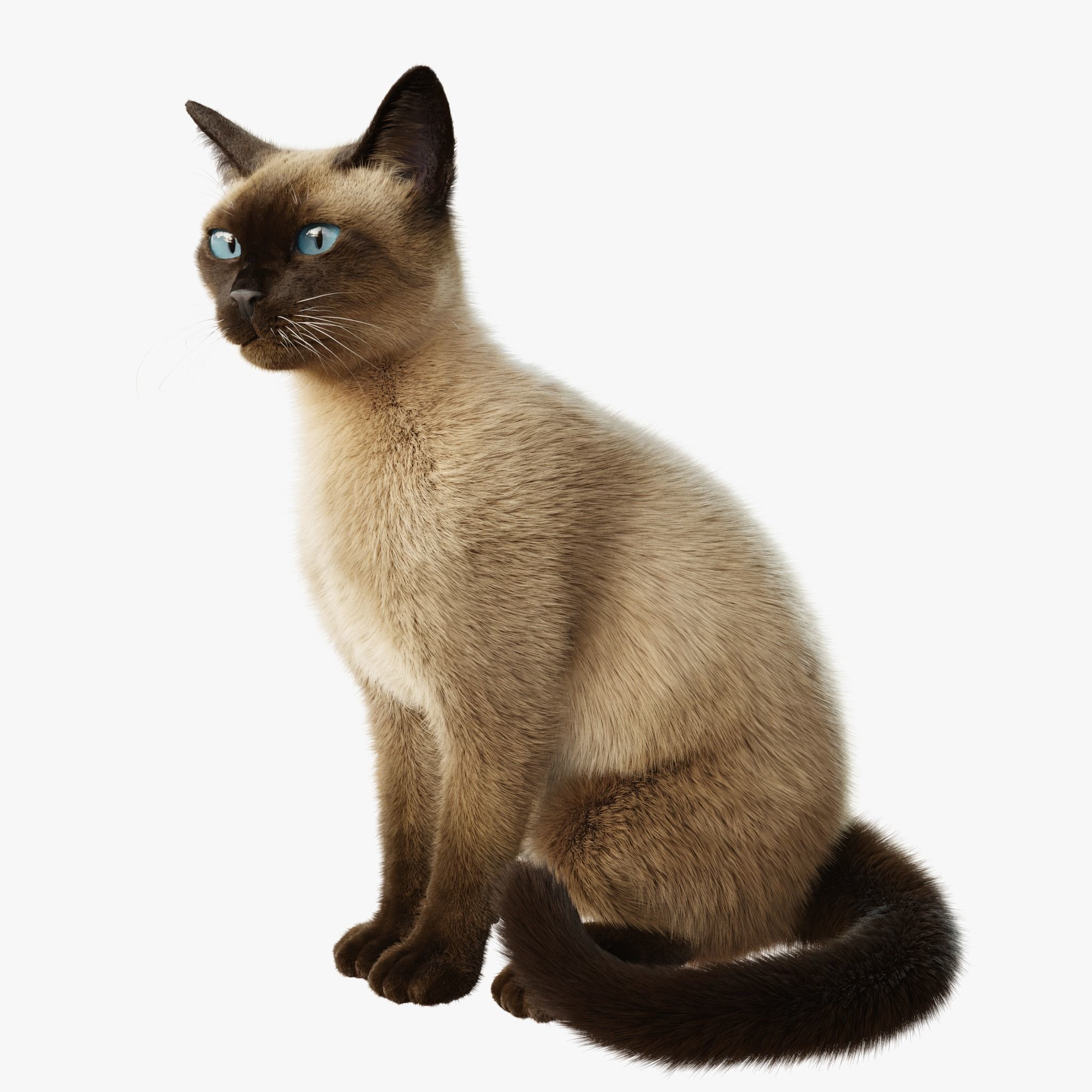 Cat Siamese Rigged Animated 3D model 2