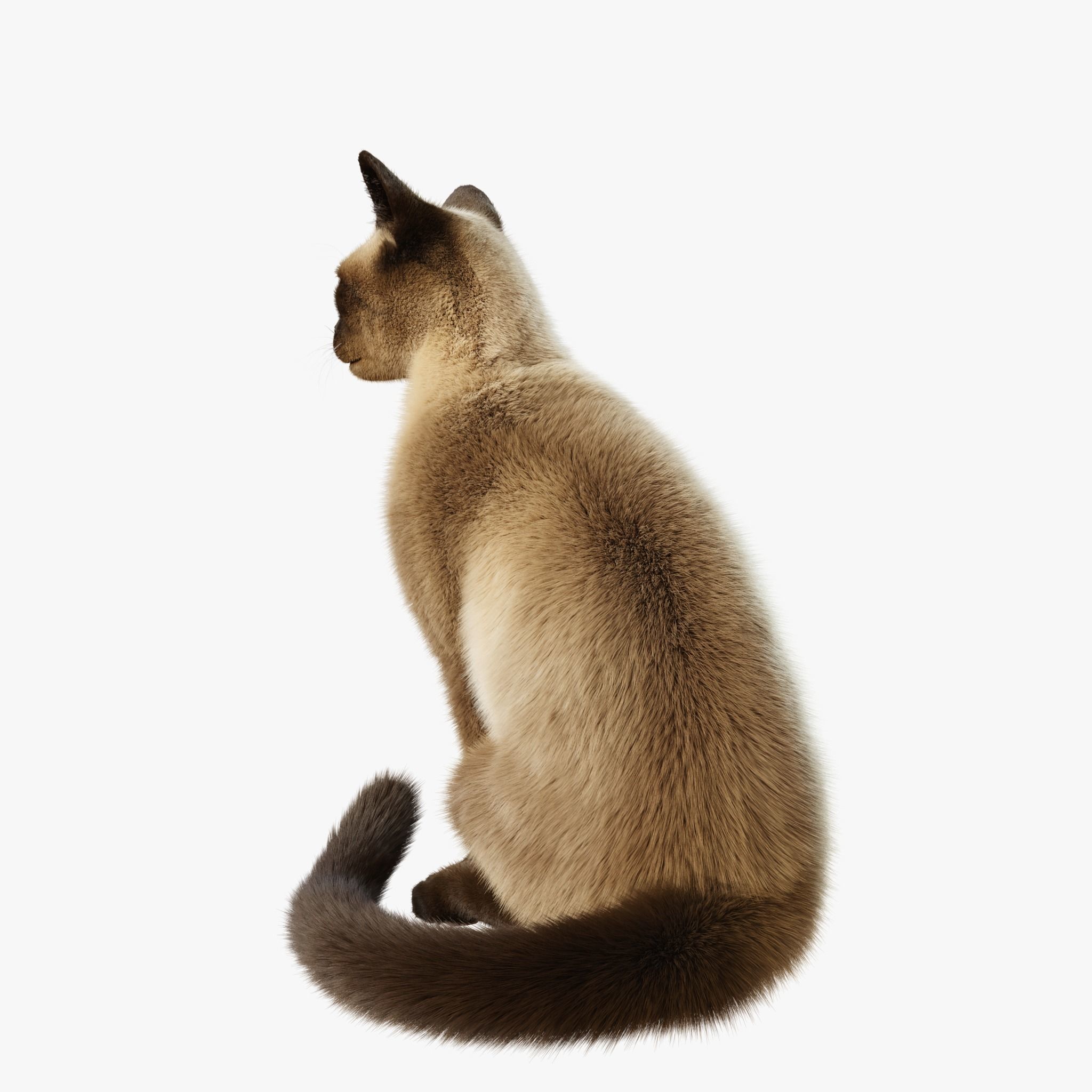 Cat Siamese Rigged Animated 3D model 3