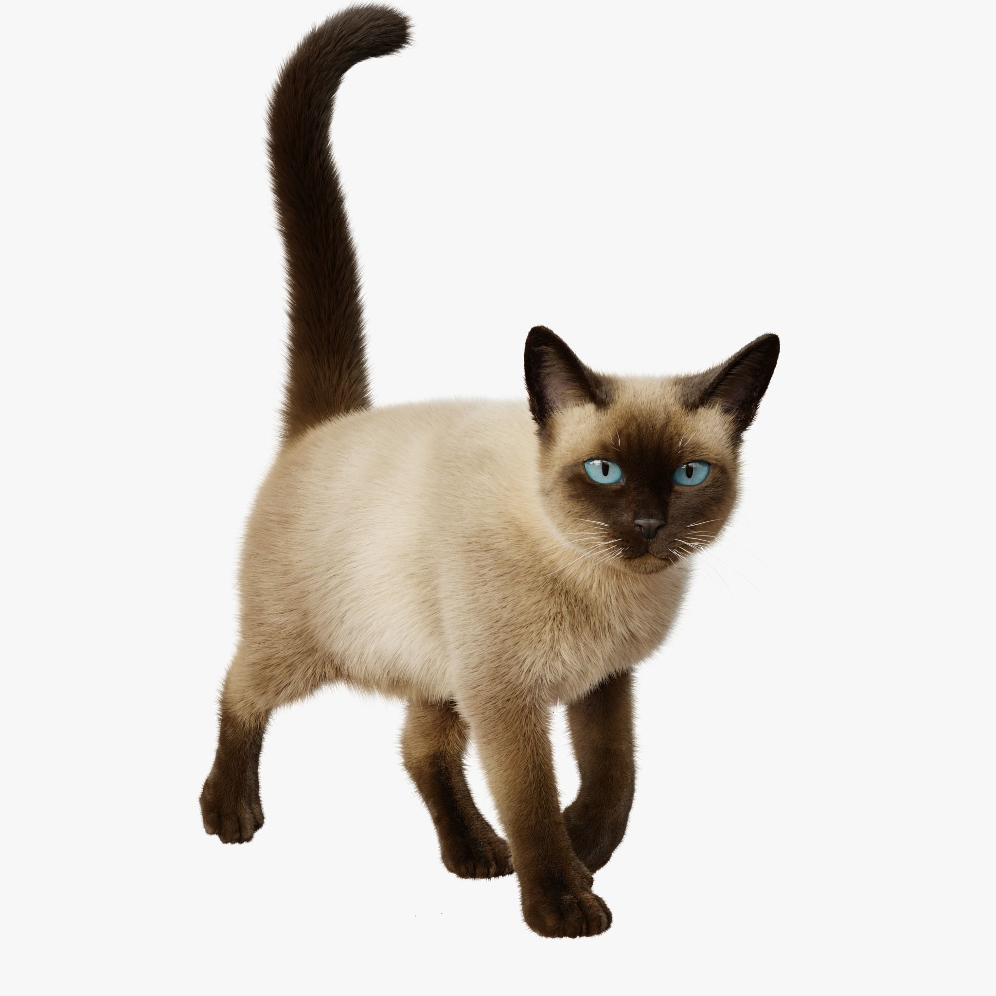 Cat Siamese Rigged Animated 3D model 4