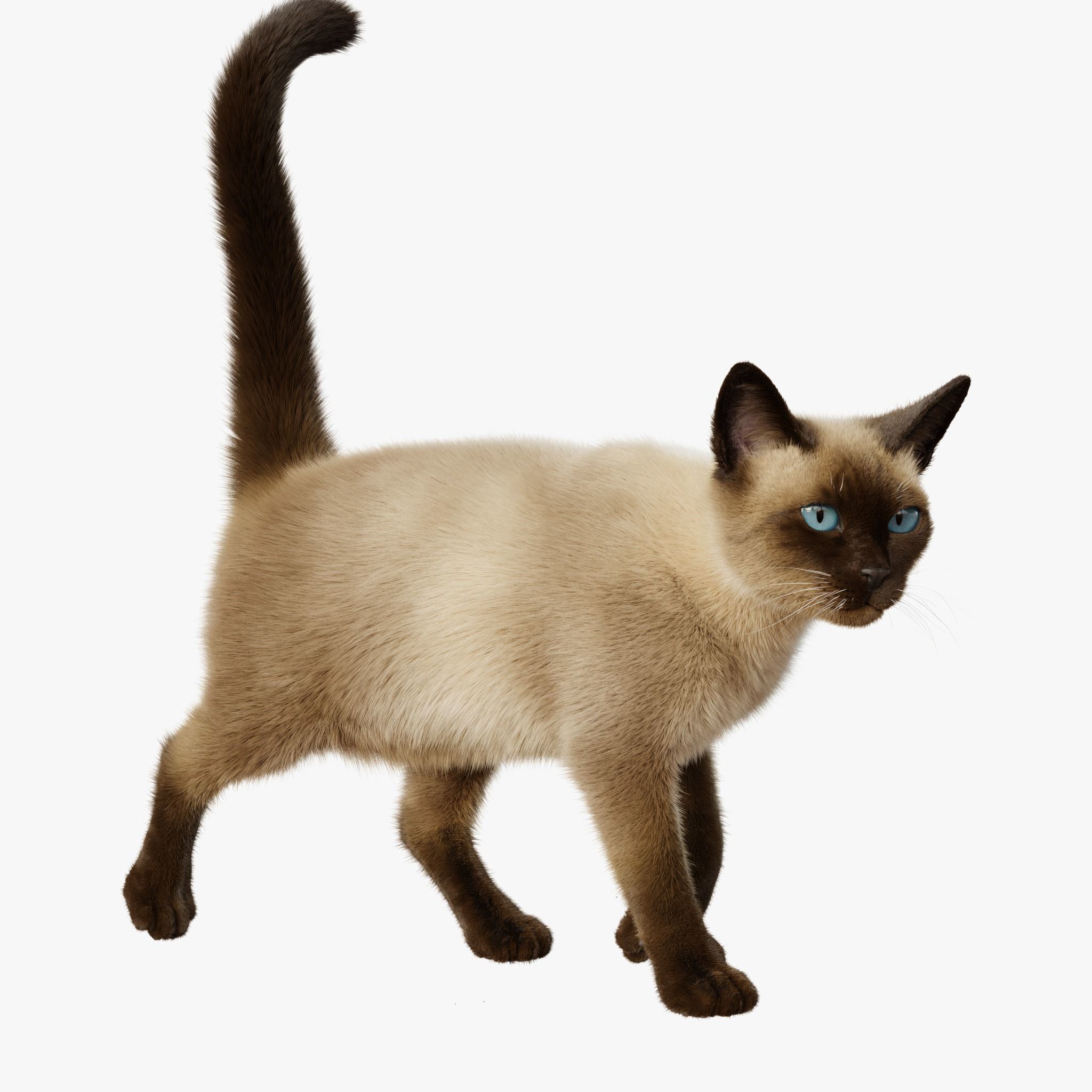 Cat Siamese Rigged Animated 3D model 5