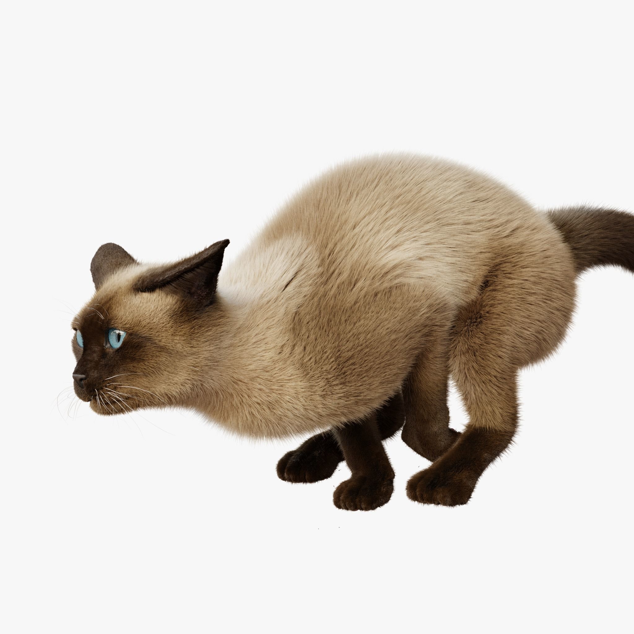 Cat Siamese Rigged Animated 3D model 6