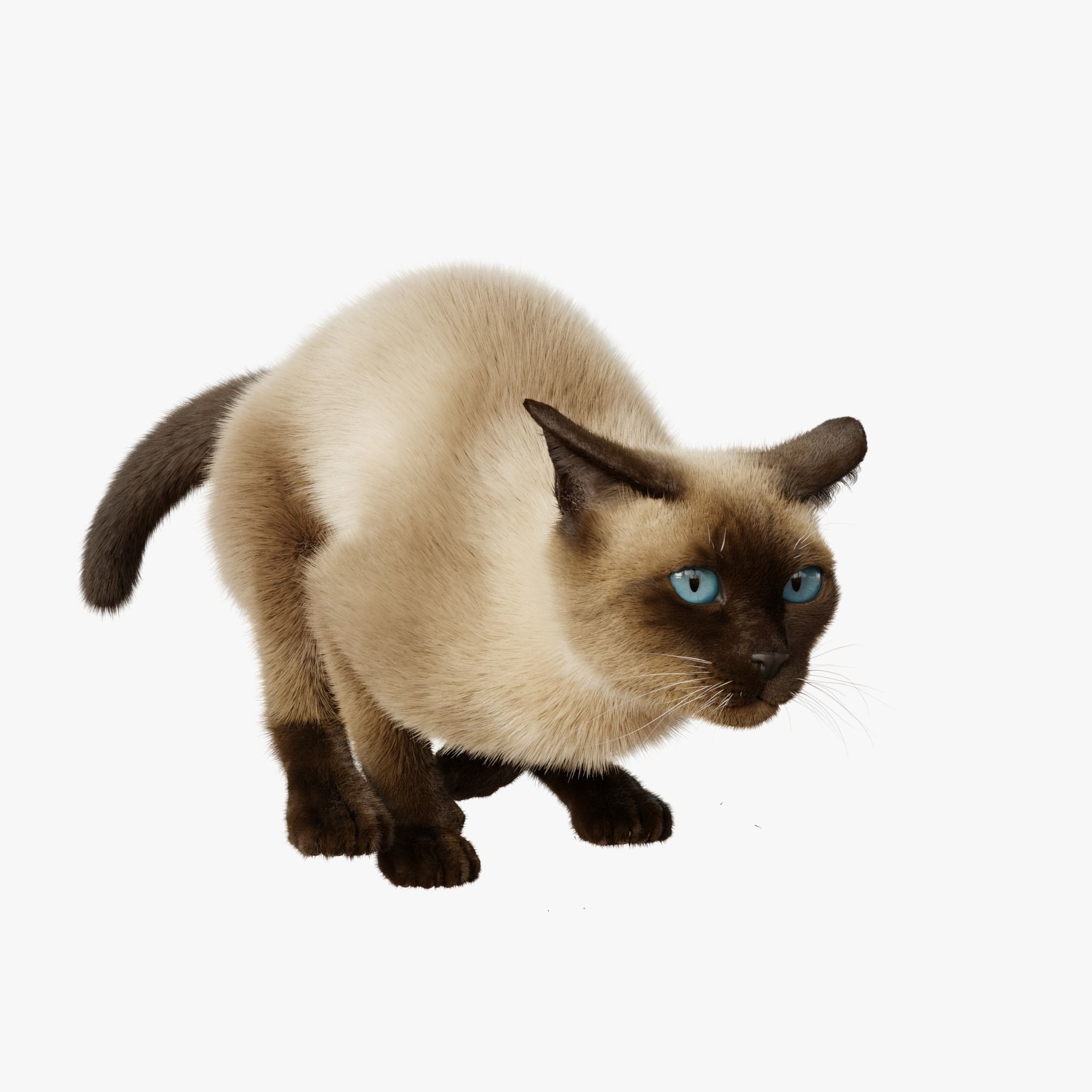 Cat Siamese Rigged Animated 3D model 7