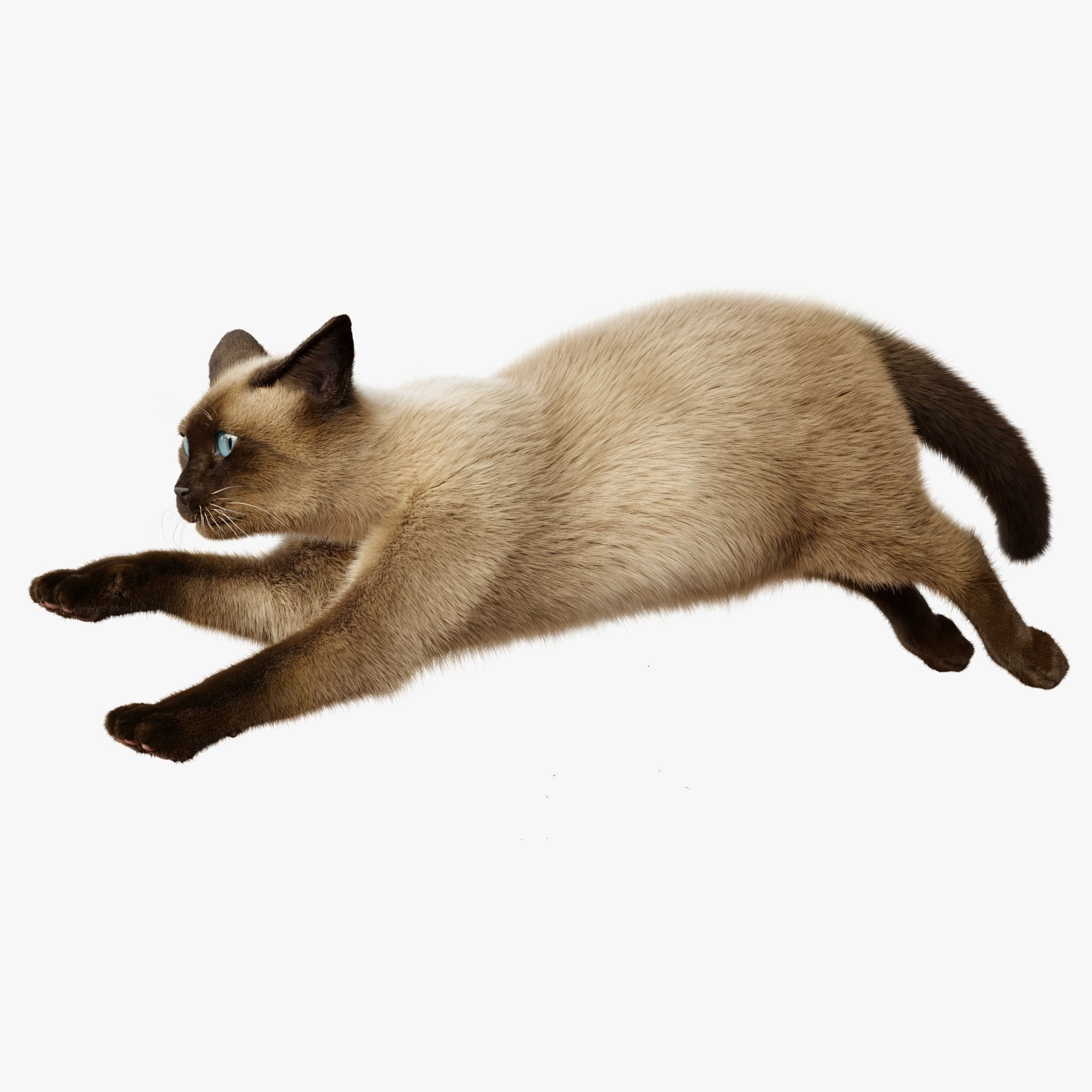 Cat Siamese Rigged Animated 3D model 8