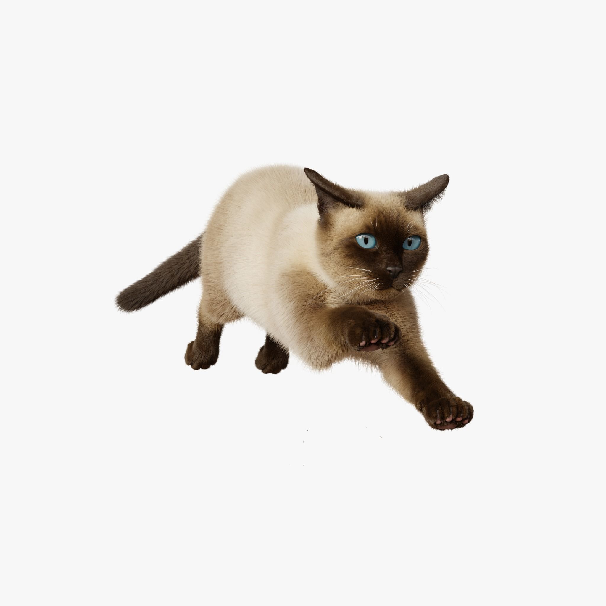 Cat Siamese Rigged Animated 3D model 9