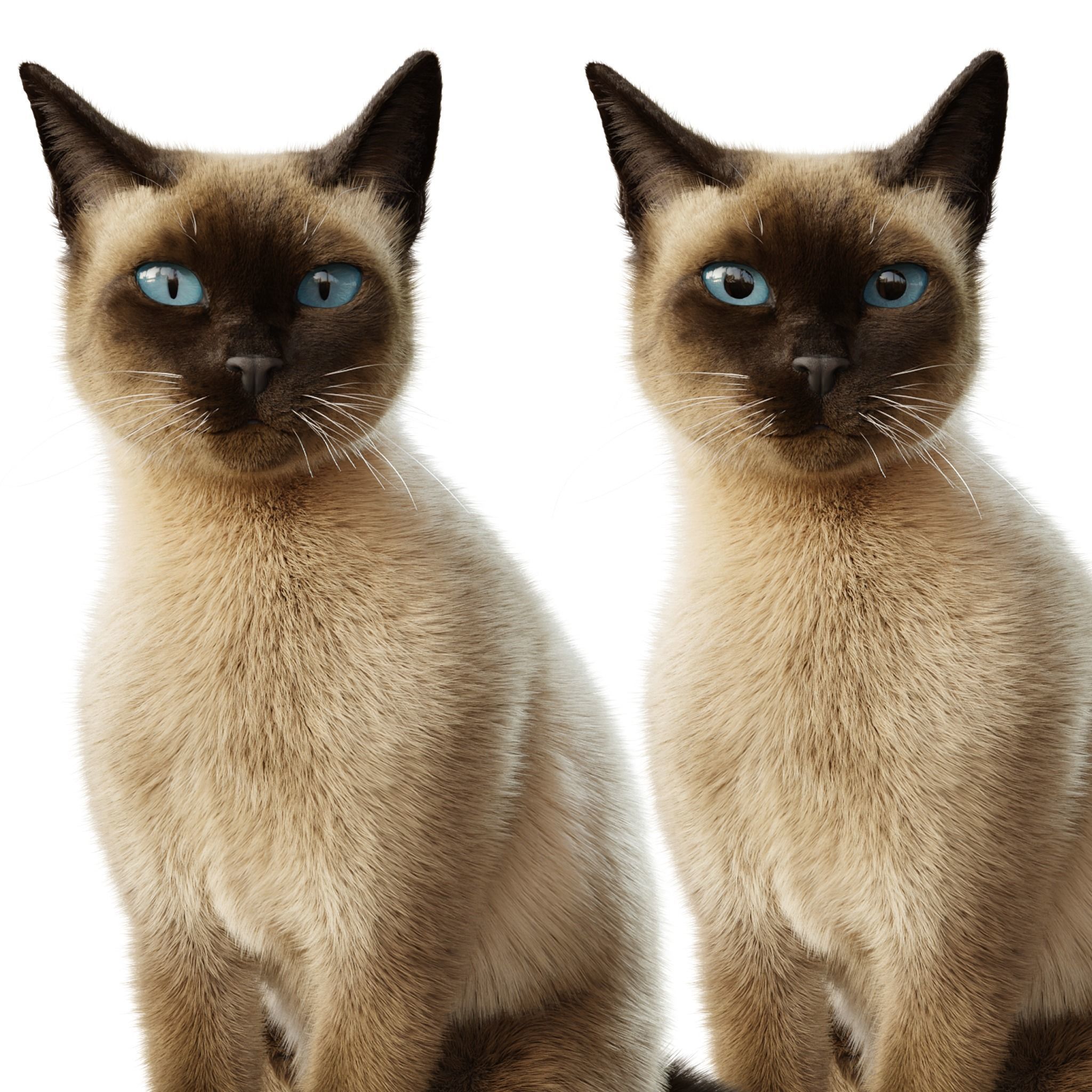 Cat Siamese Rigged Animated 3D model 10