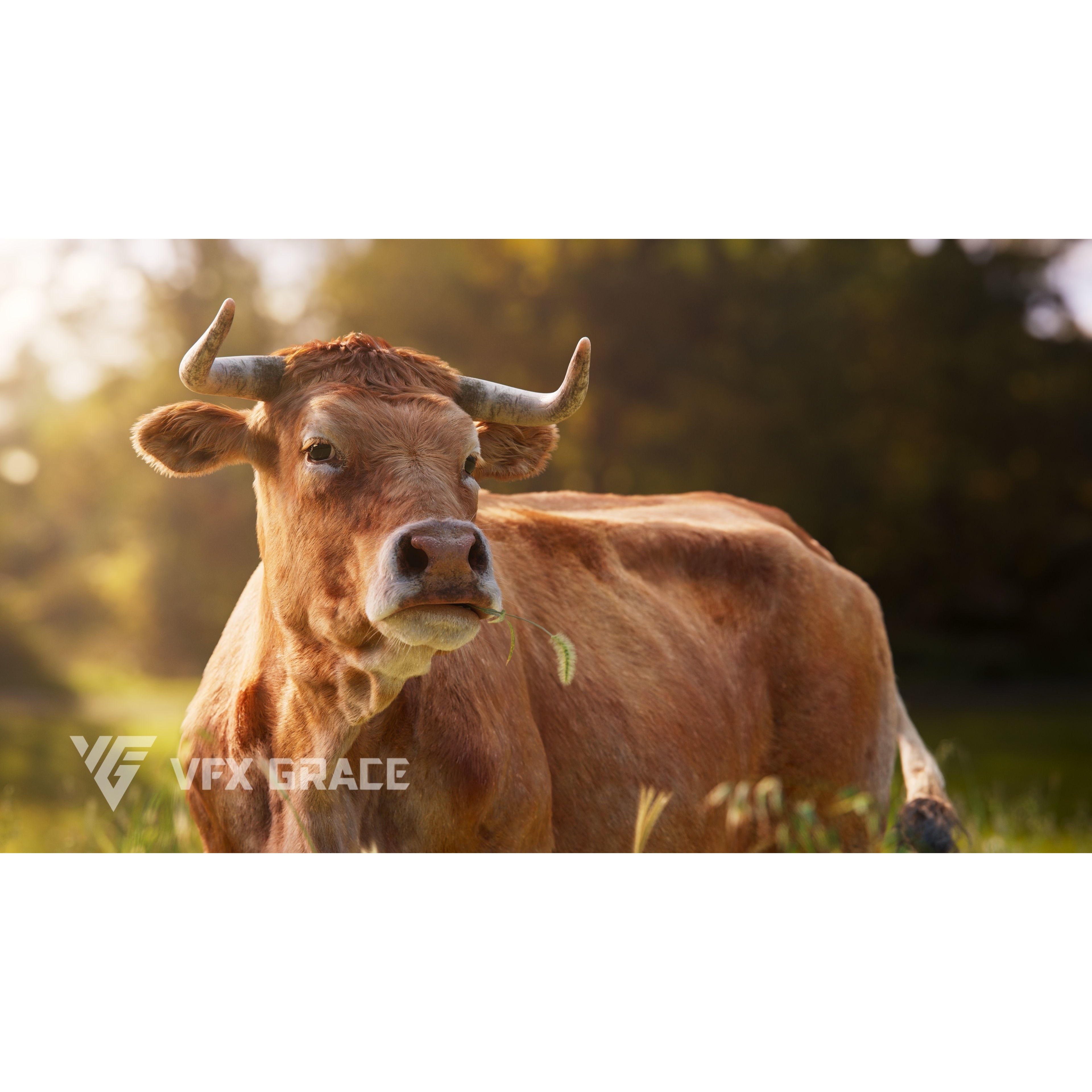 Cattle Cow Animated VFX Grace 3D model 2