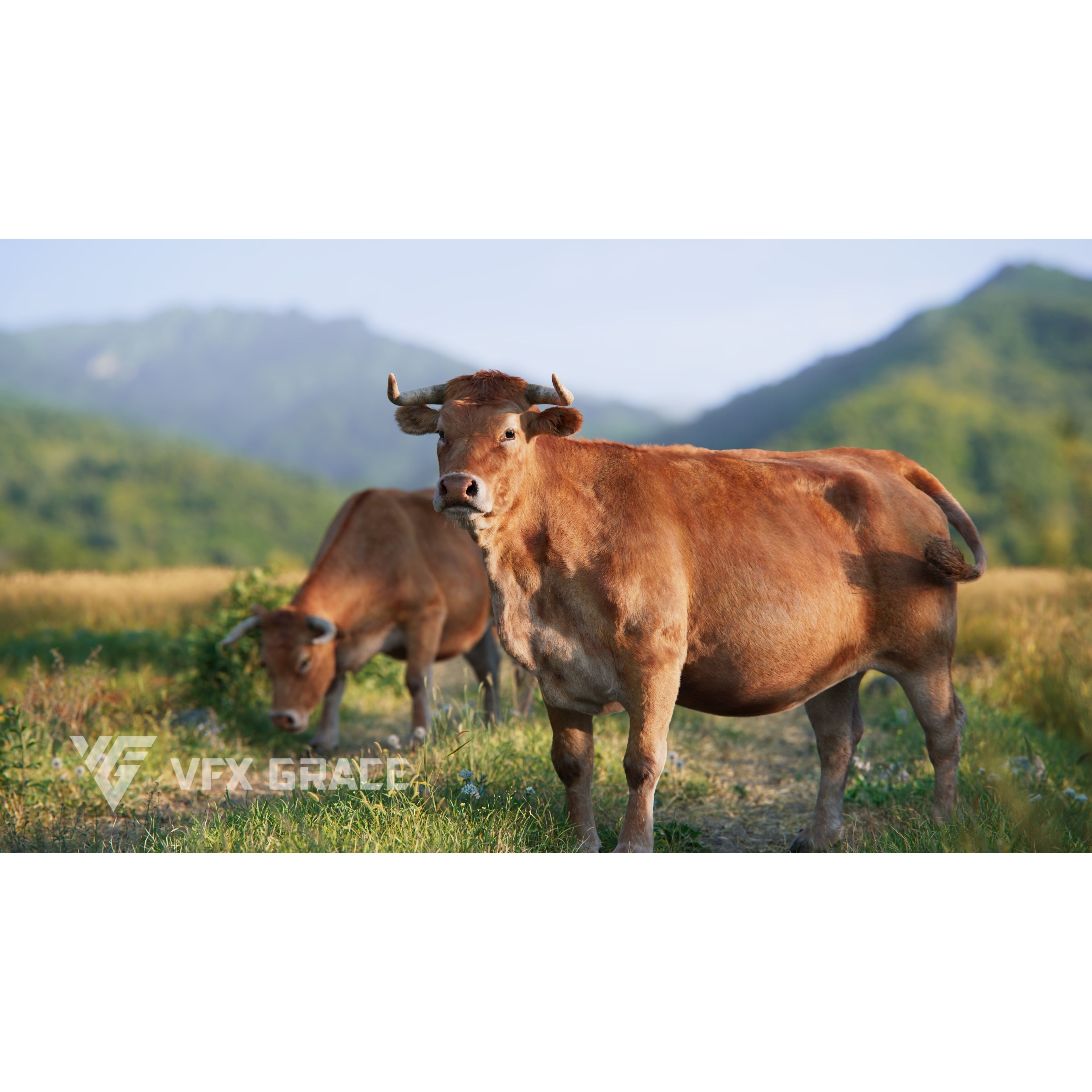 Cattle Cow Animated VFX Grace 3D model 5