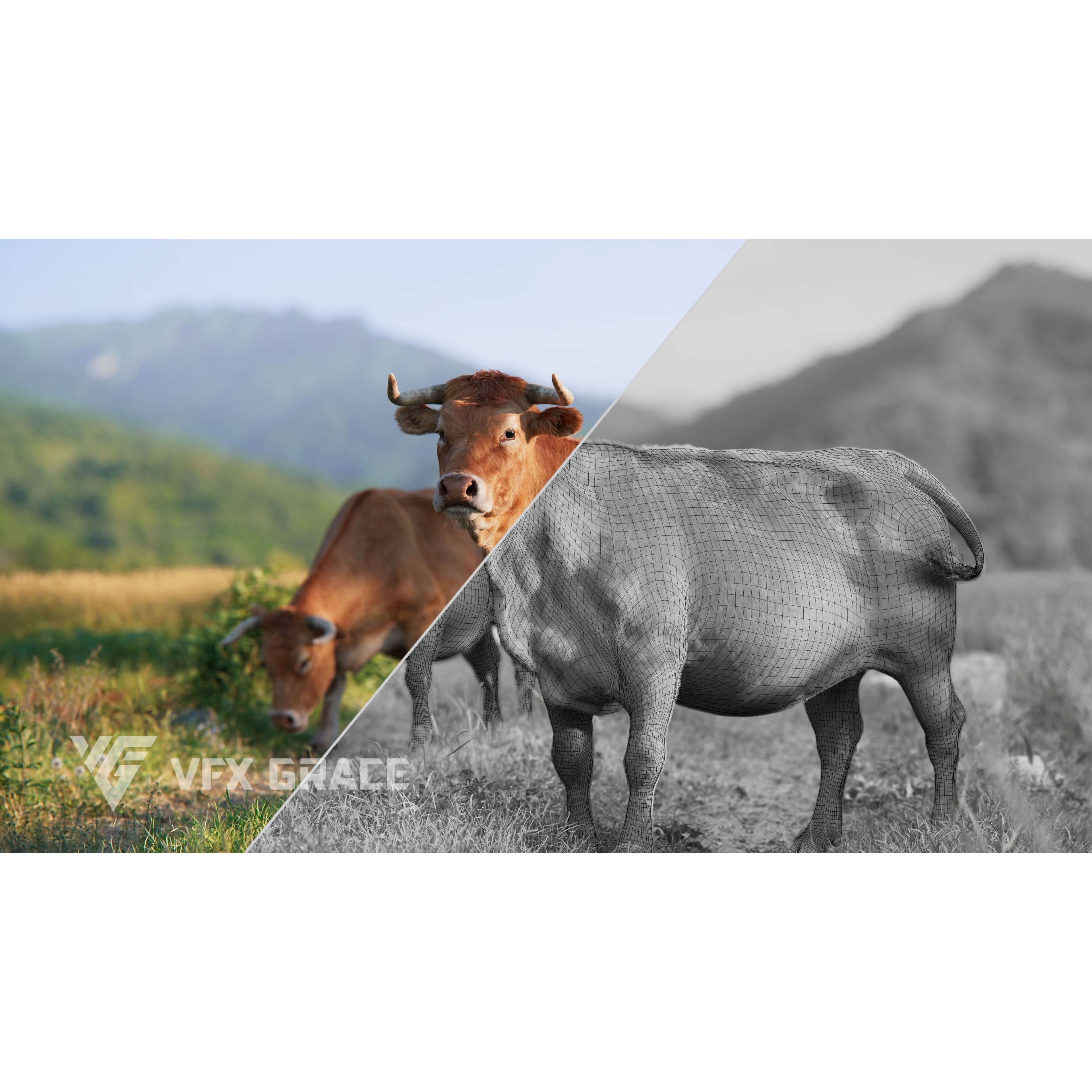 Cattle Cow Animated VFX Grace 3D model 6