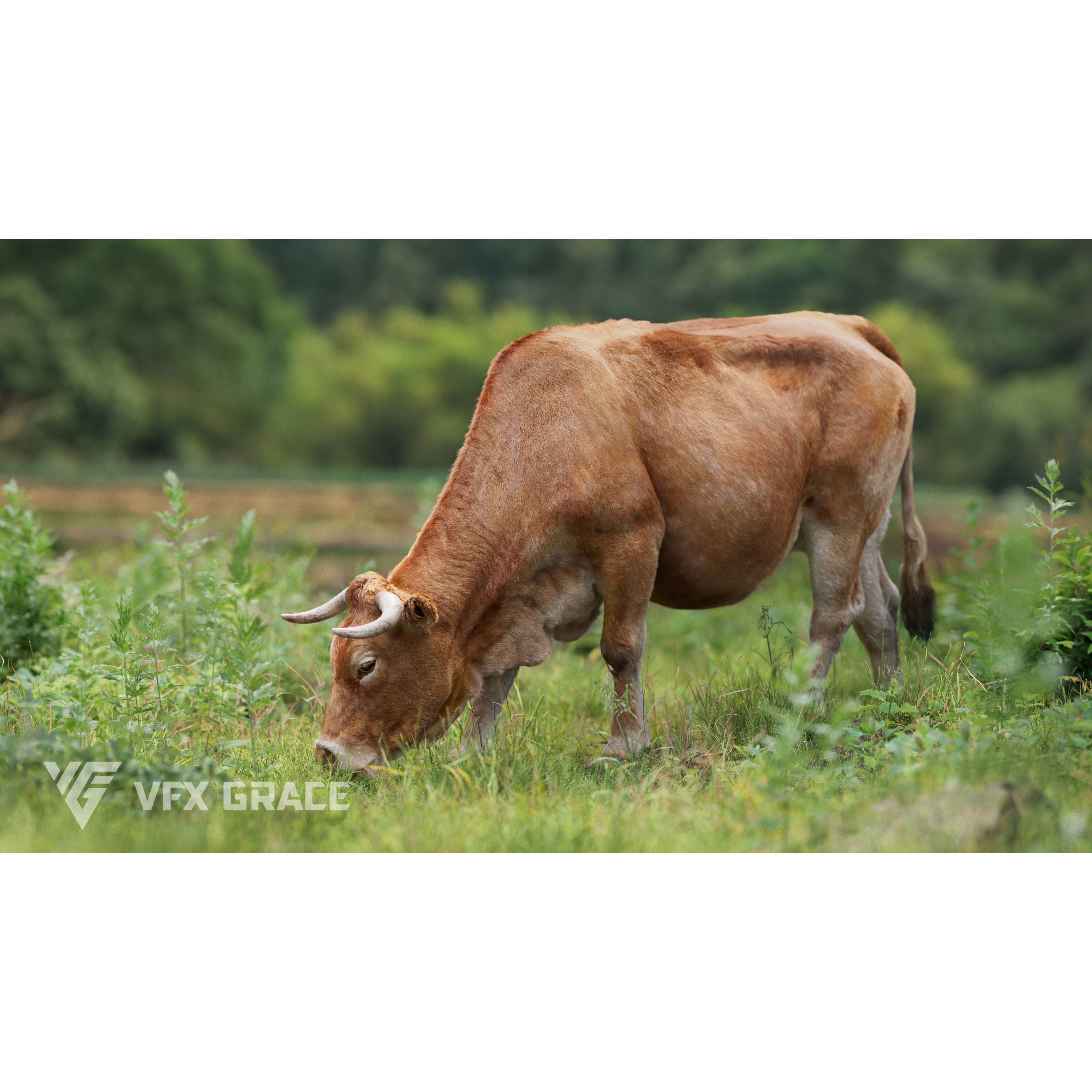 Cattle Cow Animated VFX Grace 3D model 8