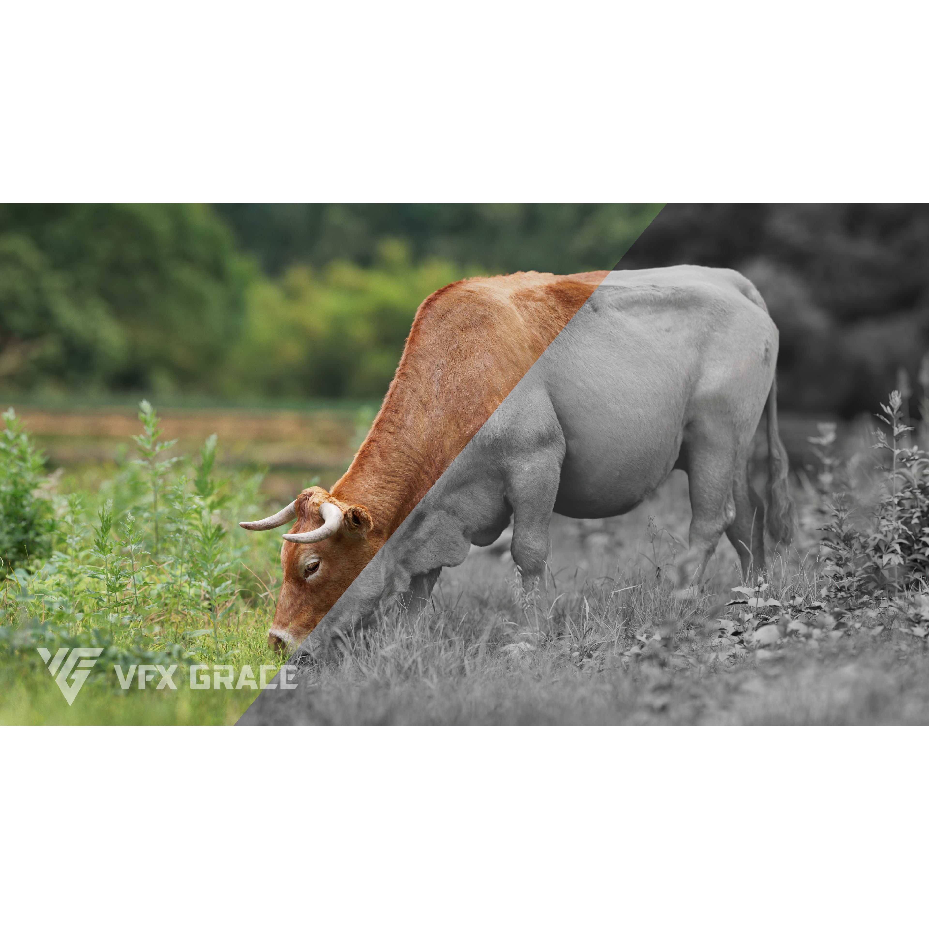 Cattle Cow Animated VFX Grace 3D model 9