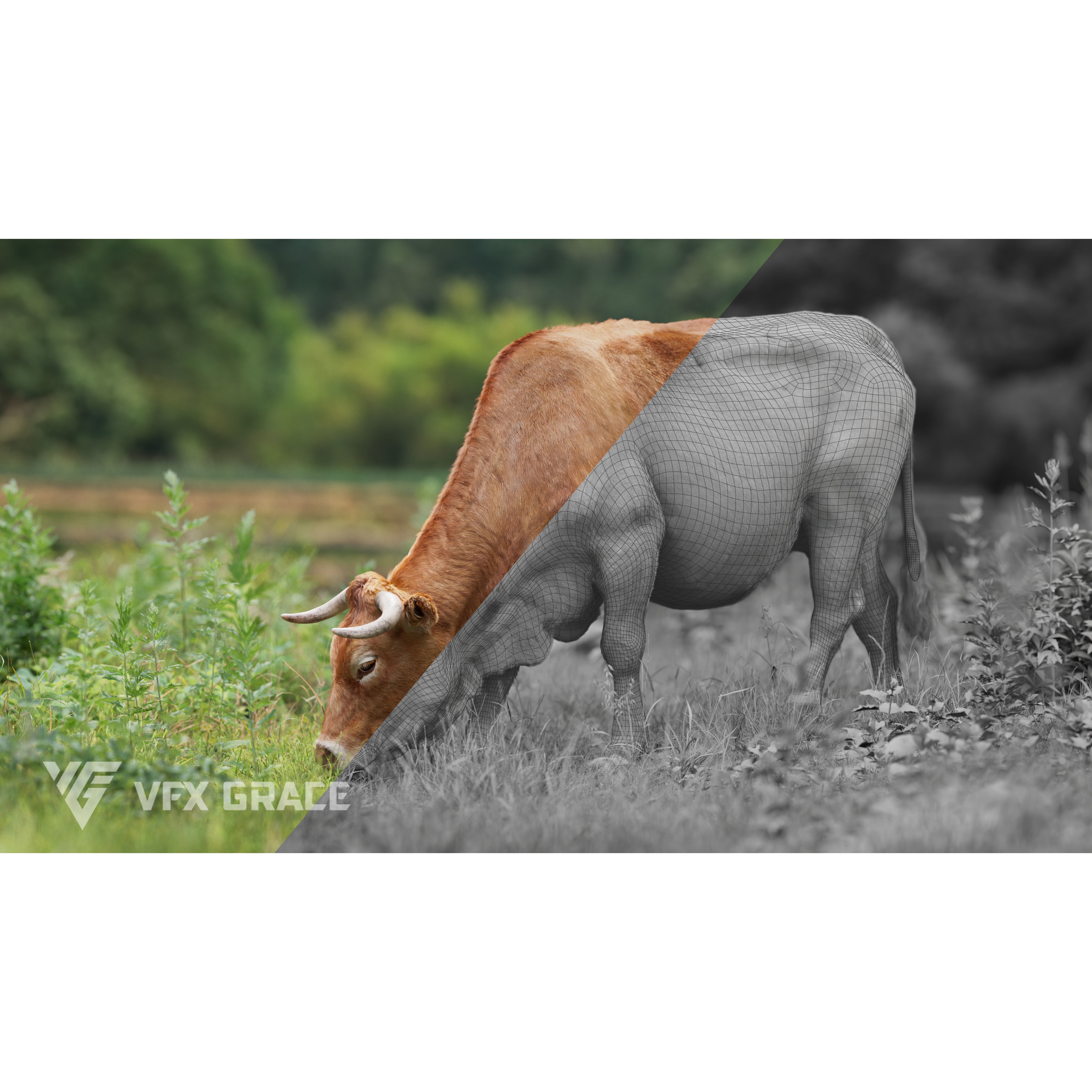 Cattle Cow Animated VFX Grace 3D model 10
