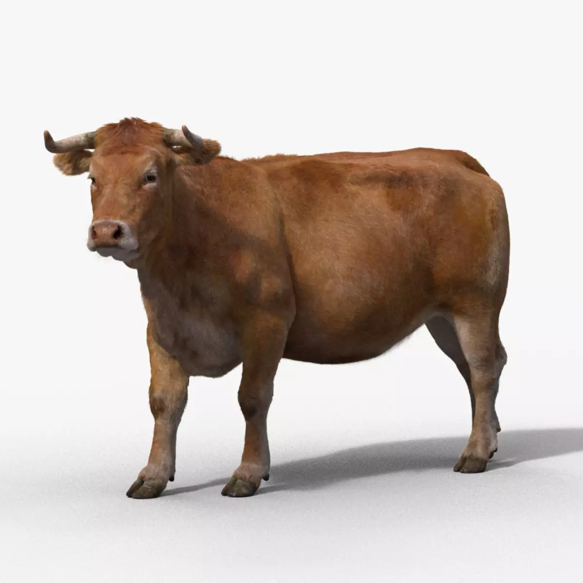 Cattle Cow Rigged VFX Grace 3D model