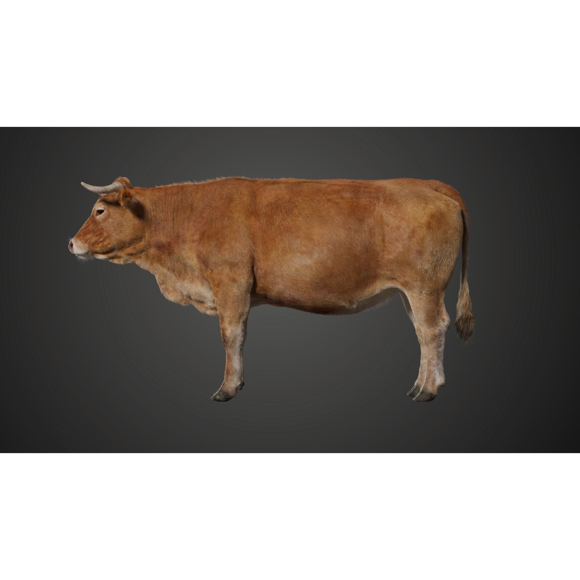 Cattle Cow Rigged VFX Grace 3D model 2
