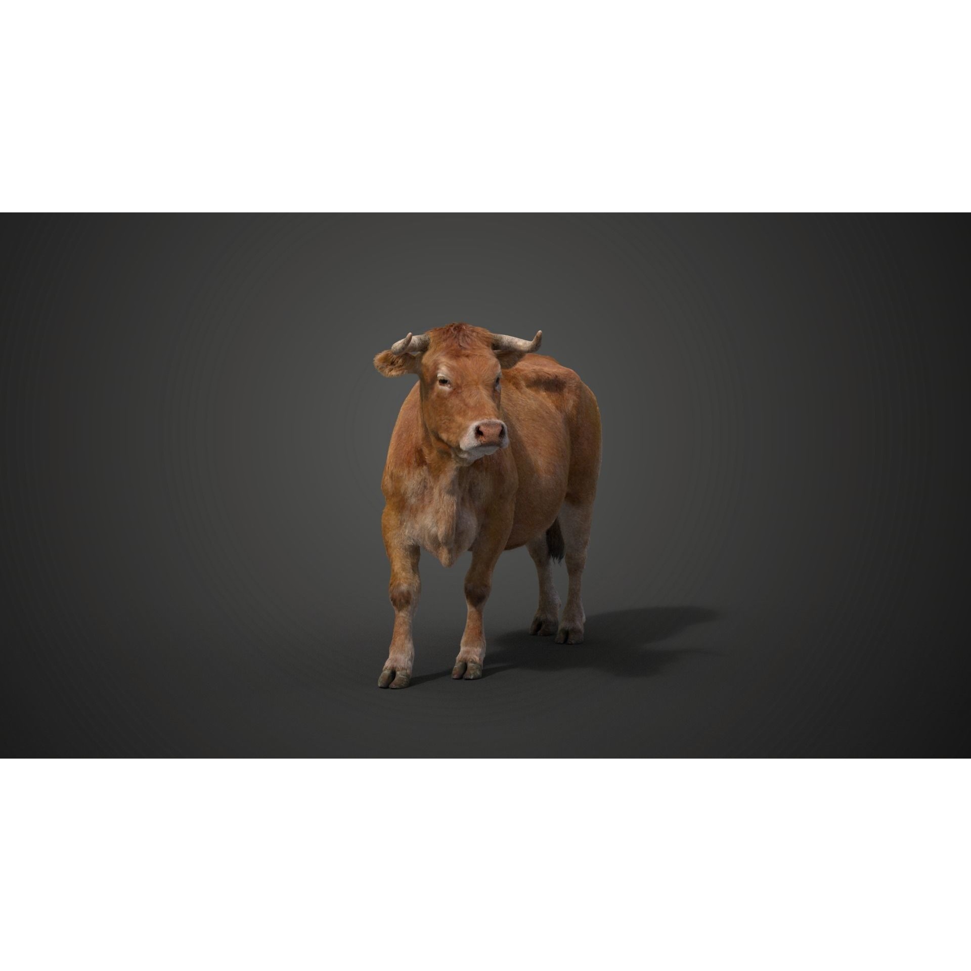 Cattle Cow Rigged VFX Grace 3D model 3