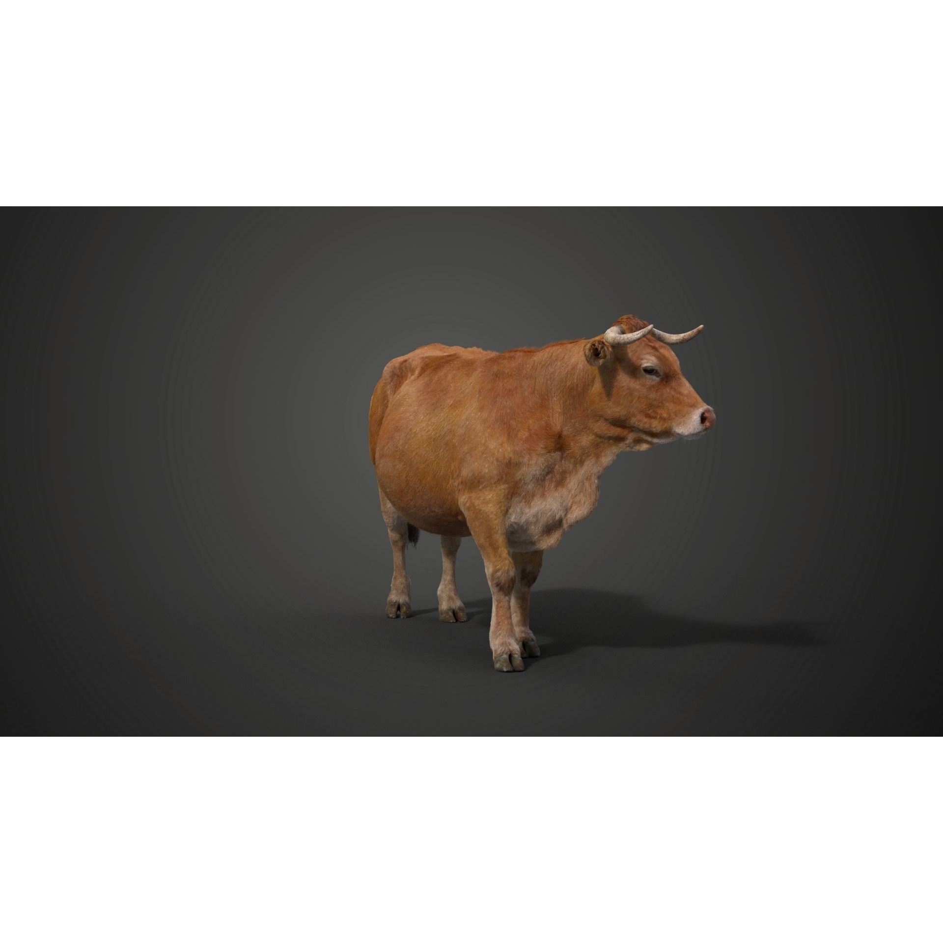 Cattle Cow Rigged VFX Grace 3D model 4