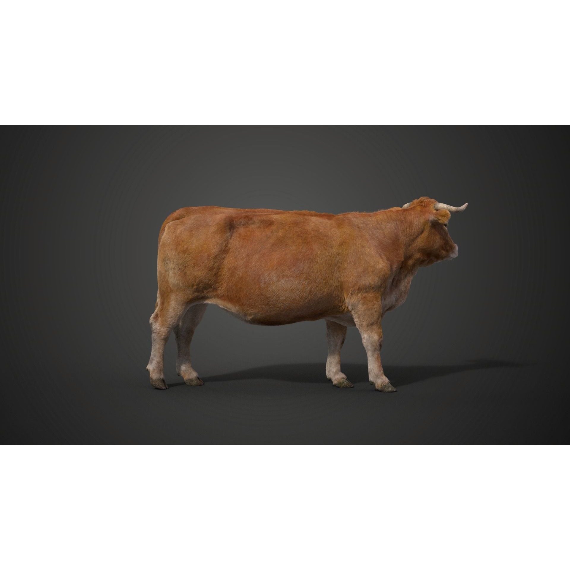 Cattle Cow Rigged VFX Grace 3D model 5