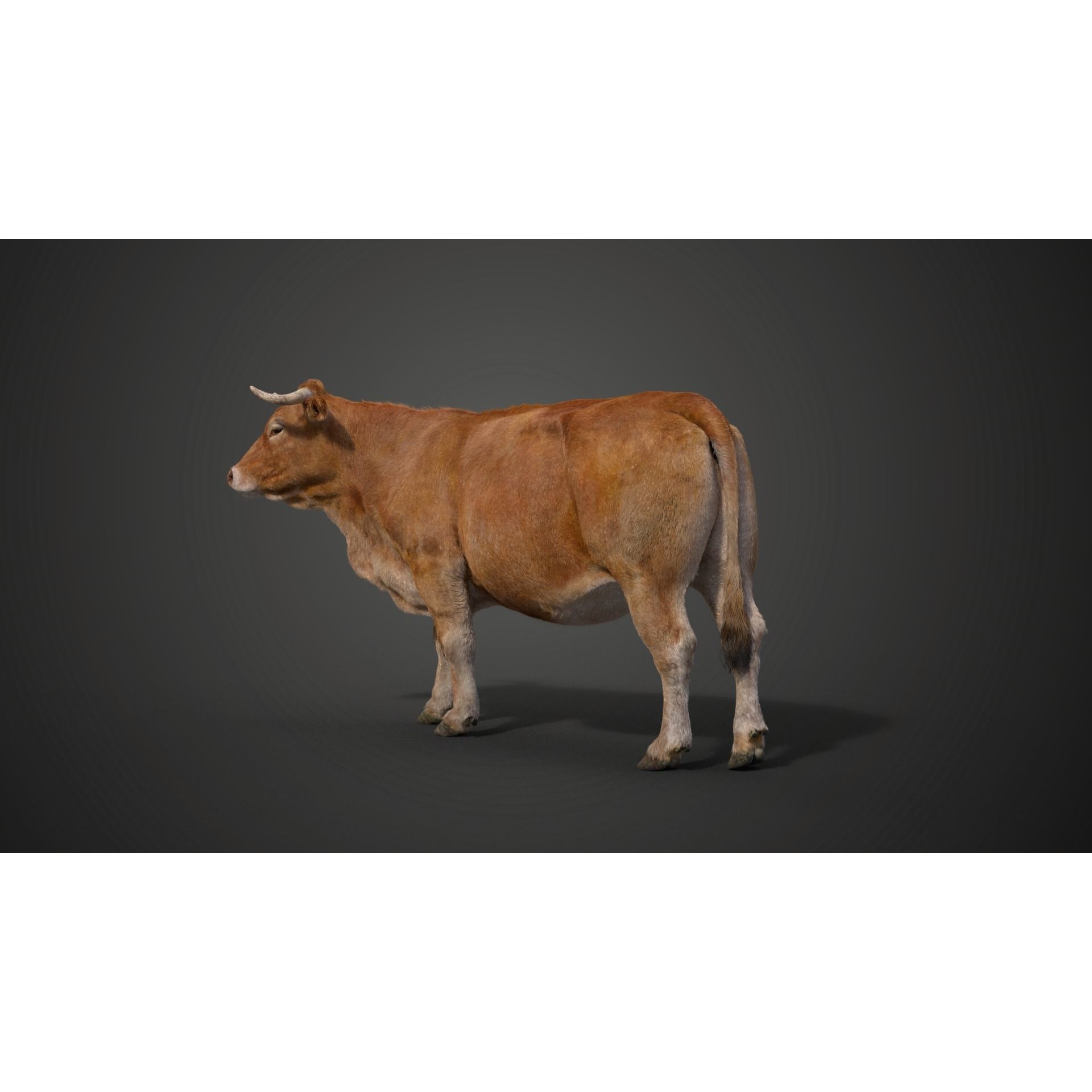 Cattle Cow Rigged VFX Grace 3D model 6