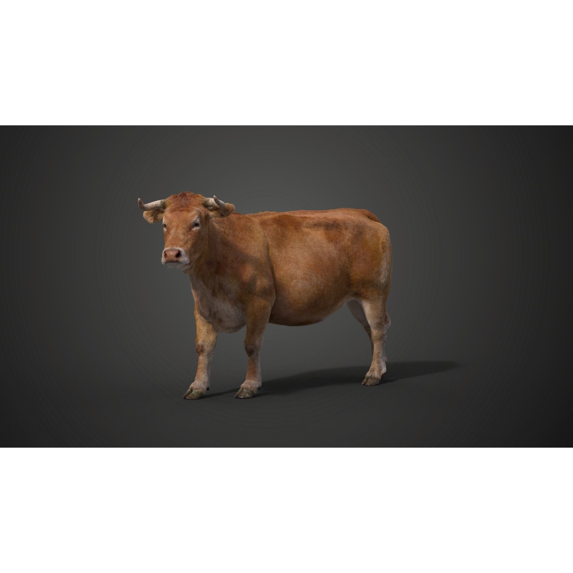 Cattle Cow Rigged VFX Grace 3D model 7