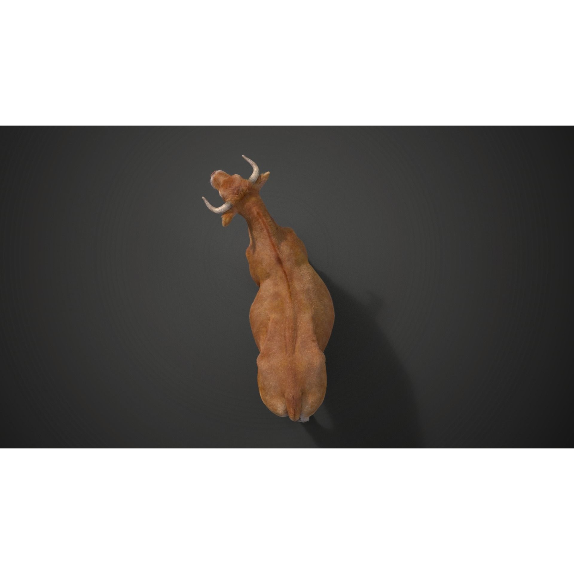 Cattle Cow Rigged VFX Grace 3D model 8