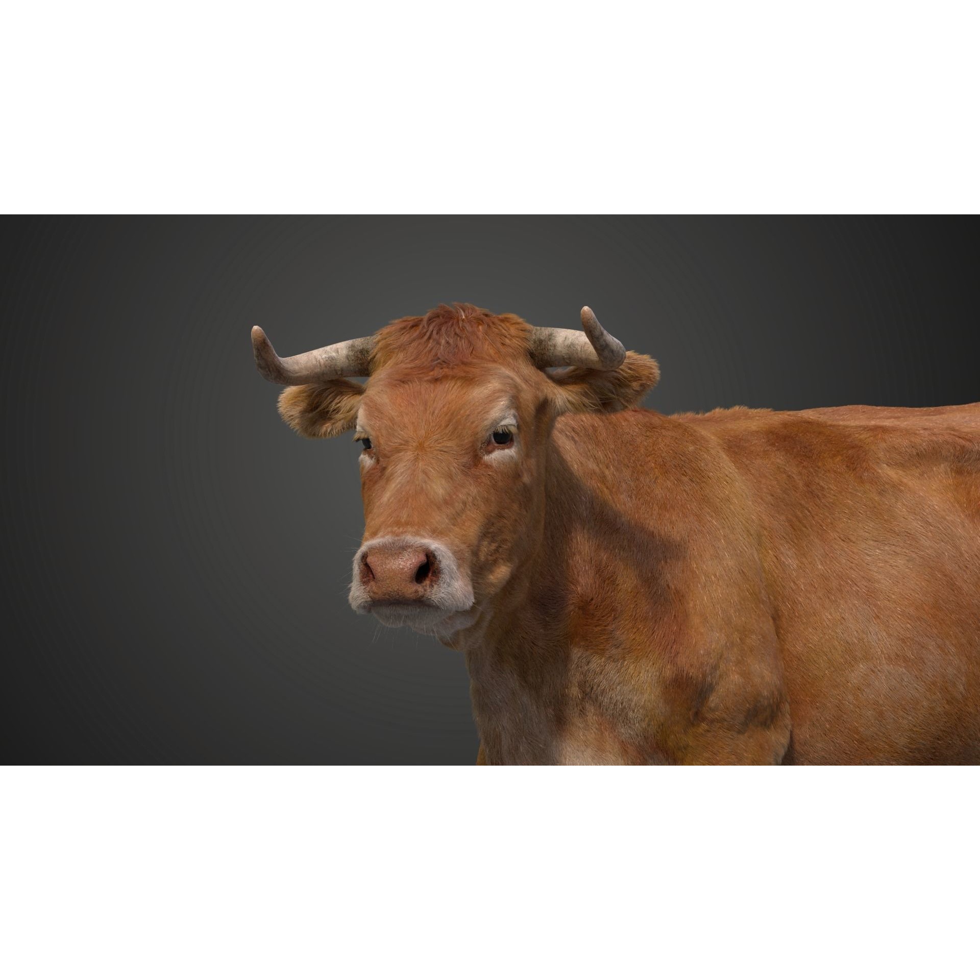 Cattle Cow Rigged VFX Grace 3D model 9