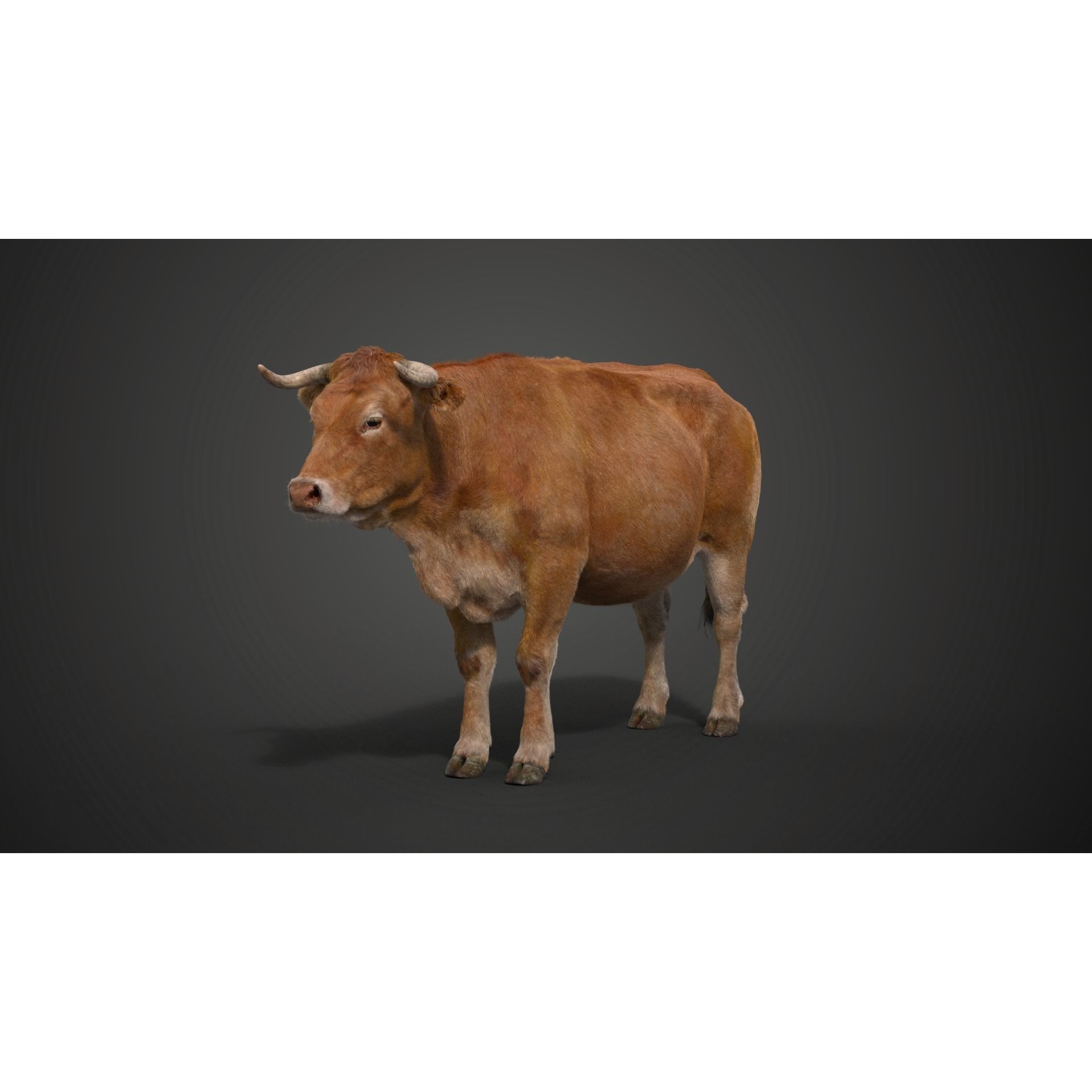 Cattle Cow Rigged VFX Grace 3D model 10