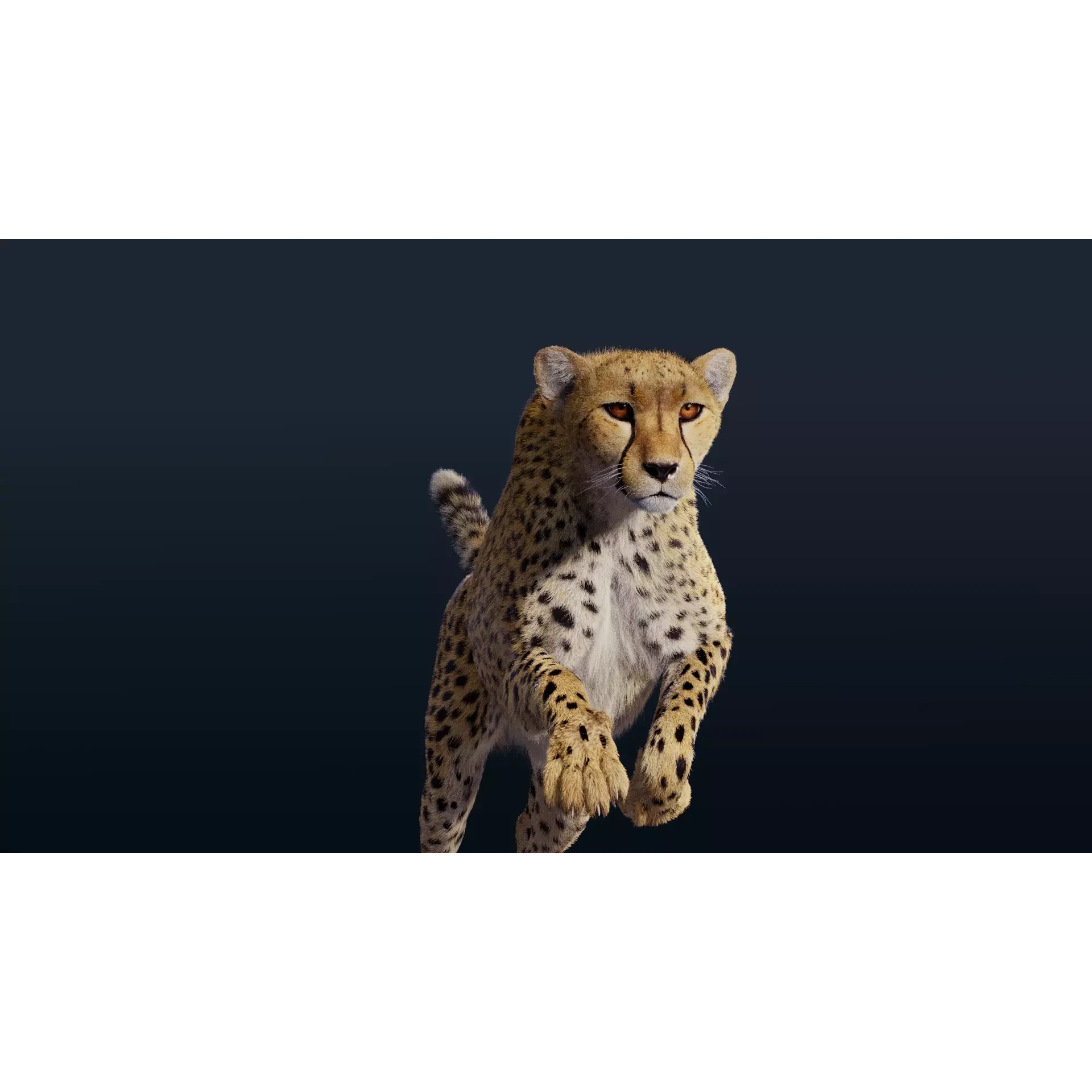 Cheetah Animated 3D model