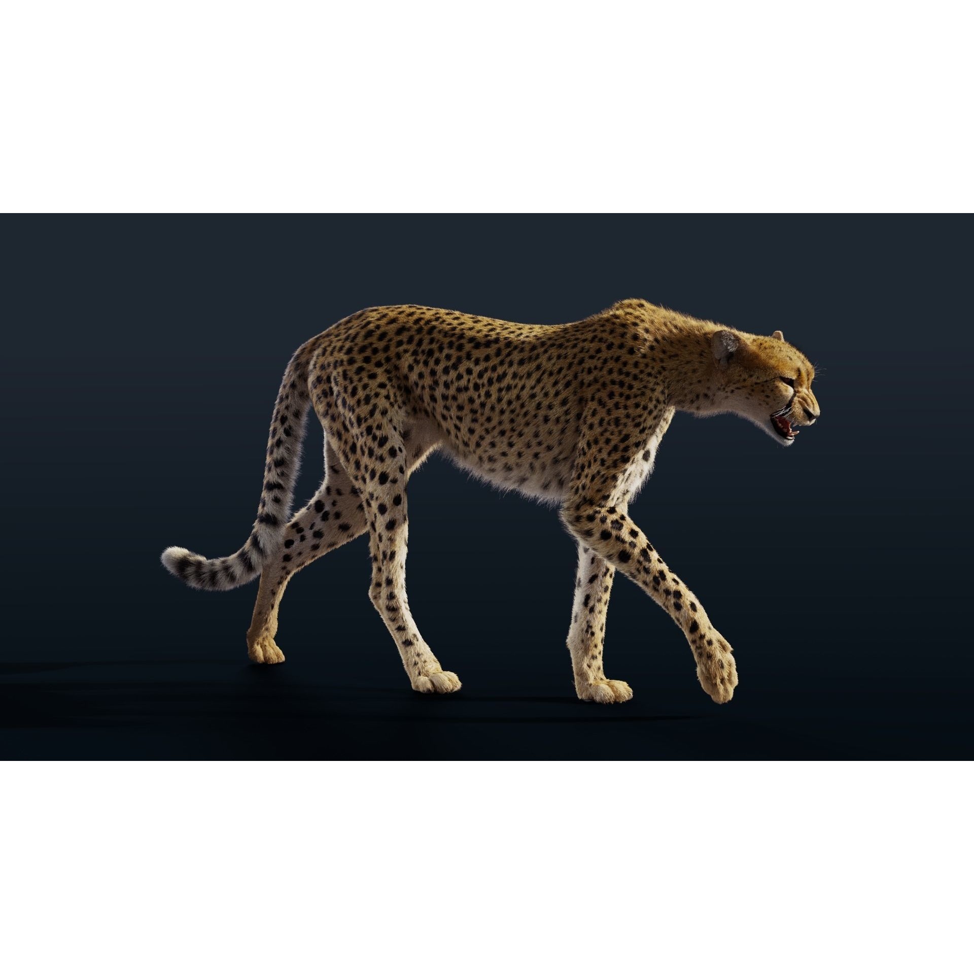 Cheetah Animated 3D model 2