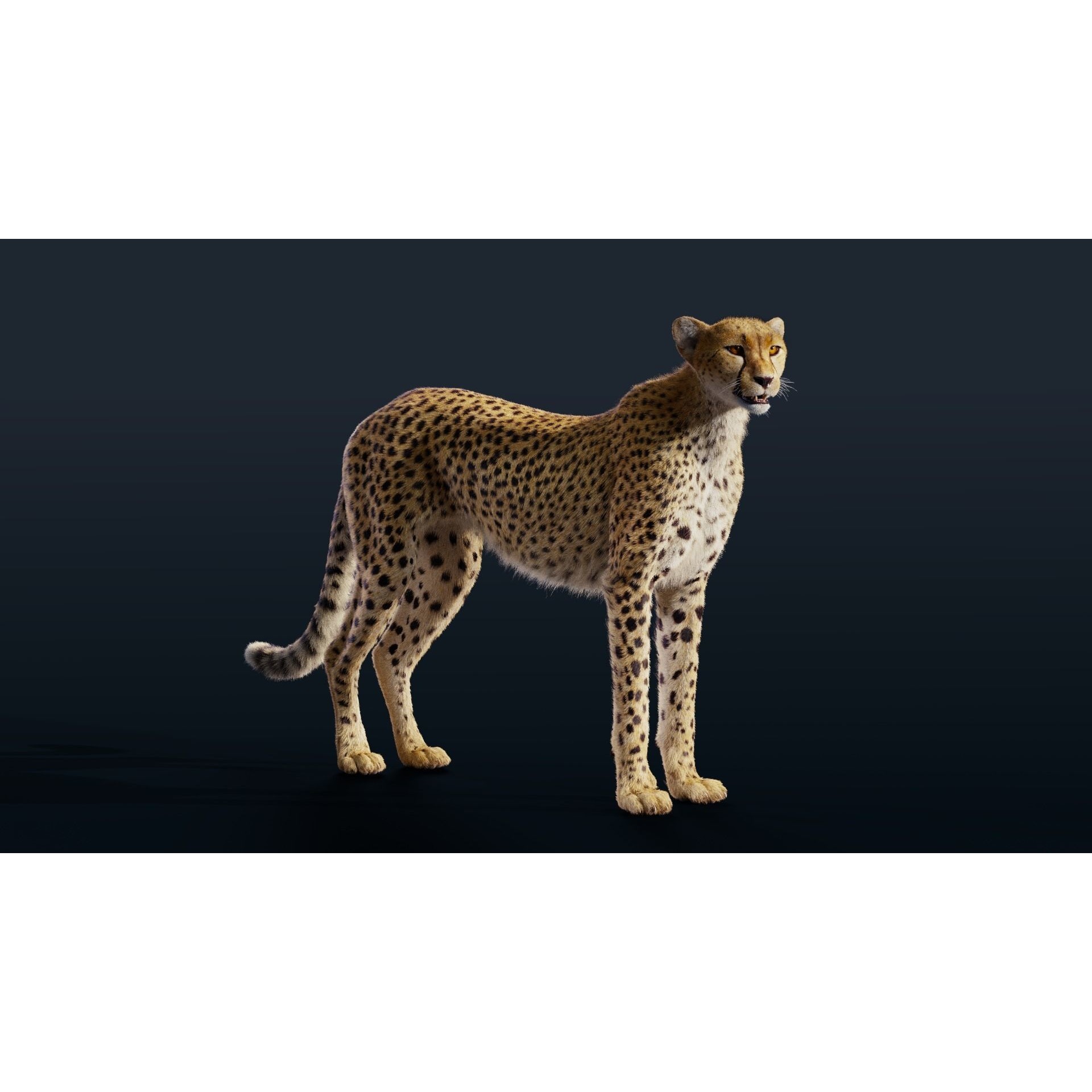 Cheetah Animated 3D model 3