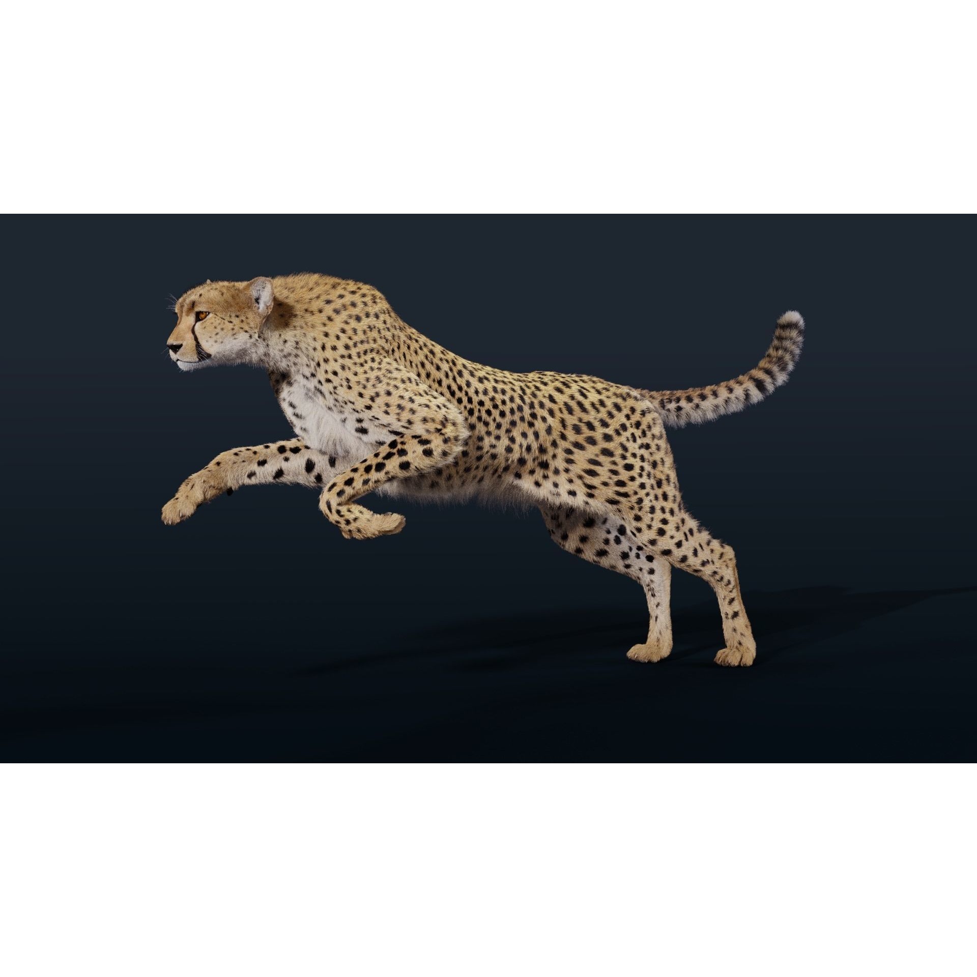Cheetah Animated 3D model 4