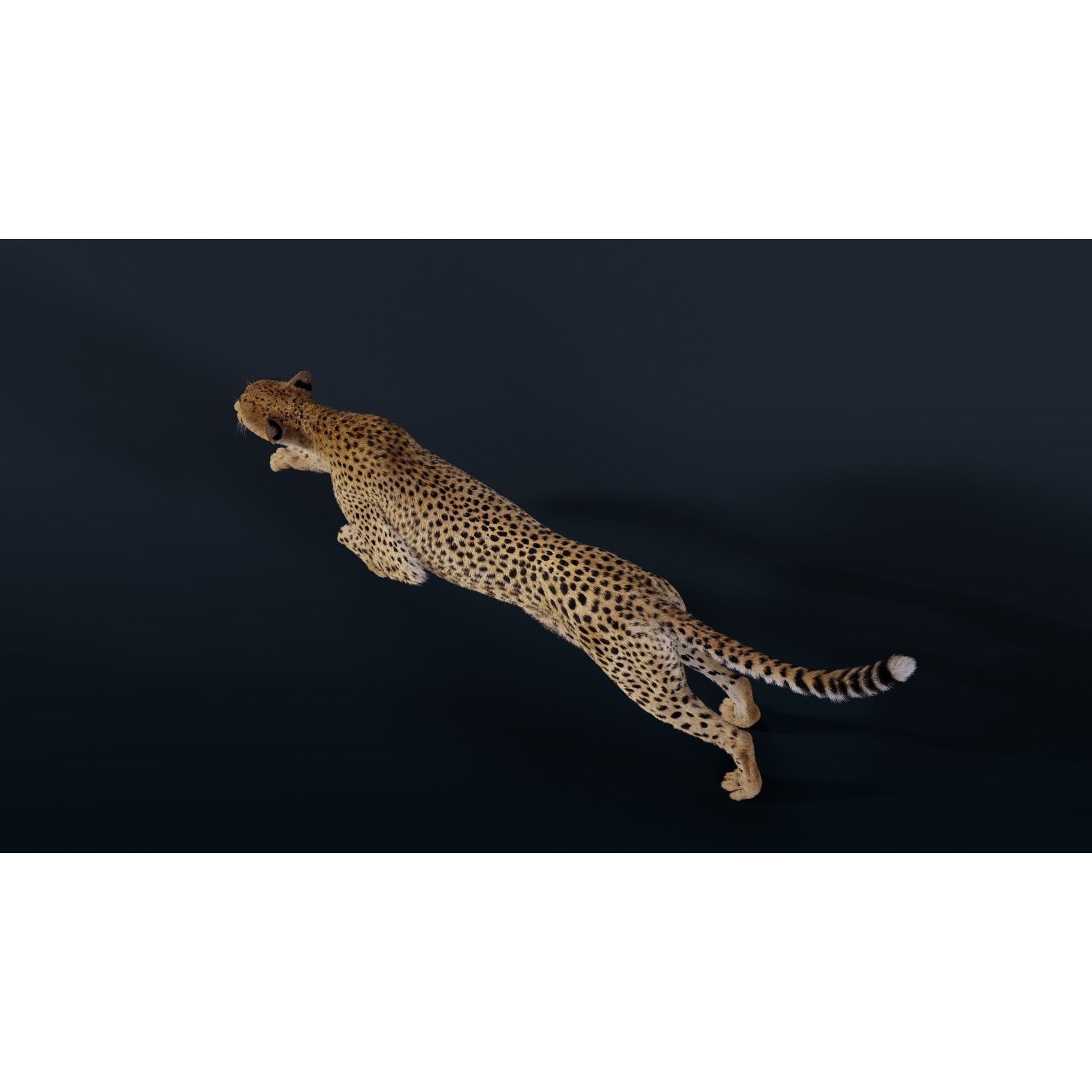 Cheetah Animated 3D model 5