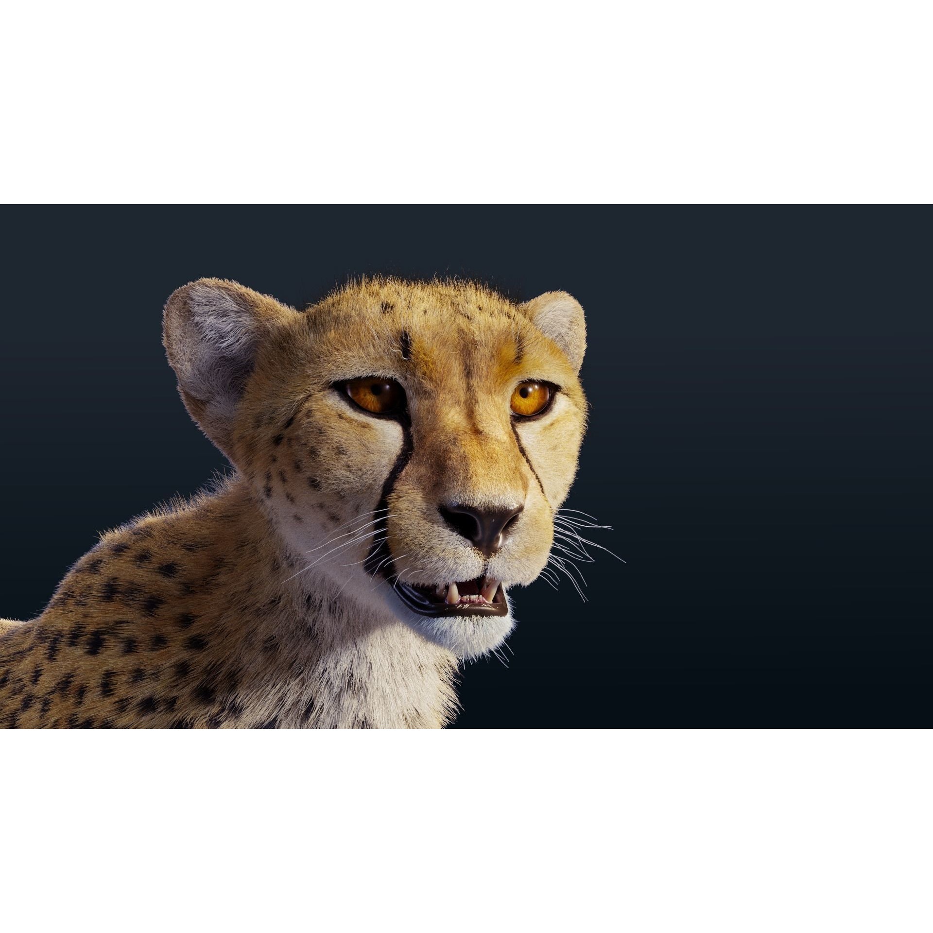 Cheetah Animated 3D model 6