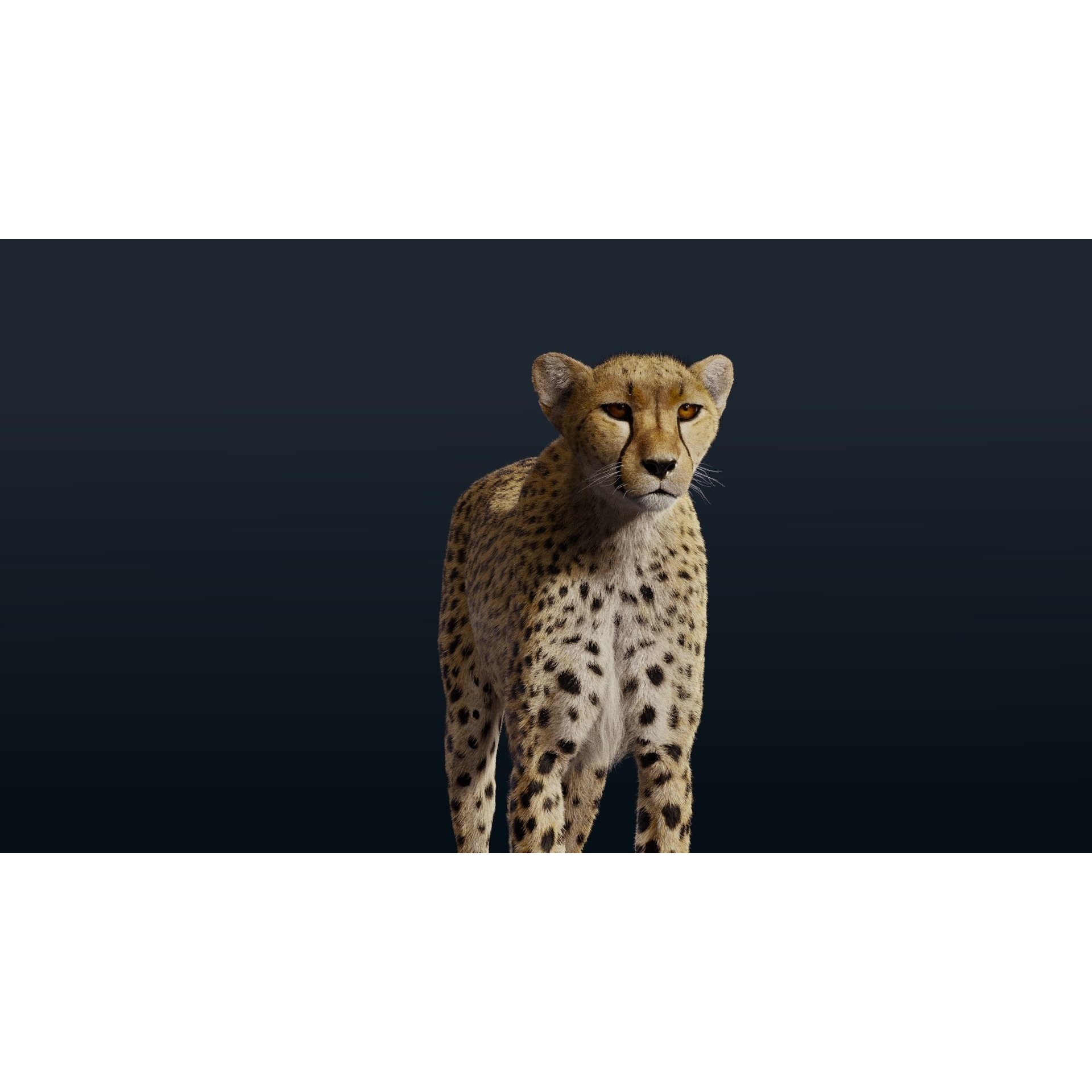 Cheetah Animated 3D model 7