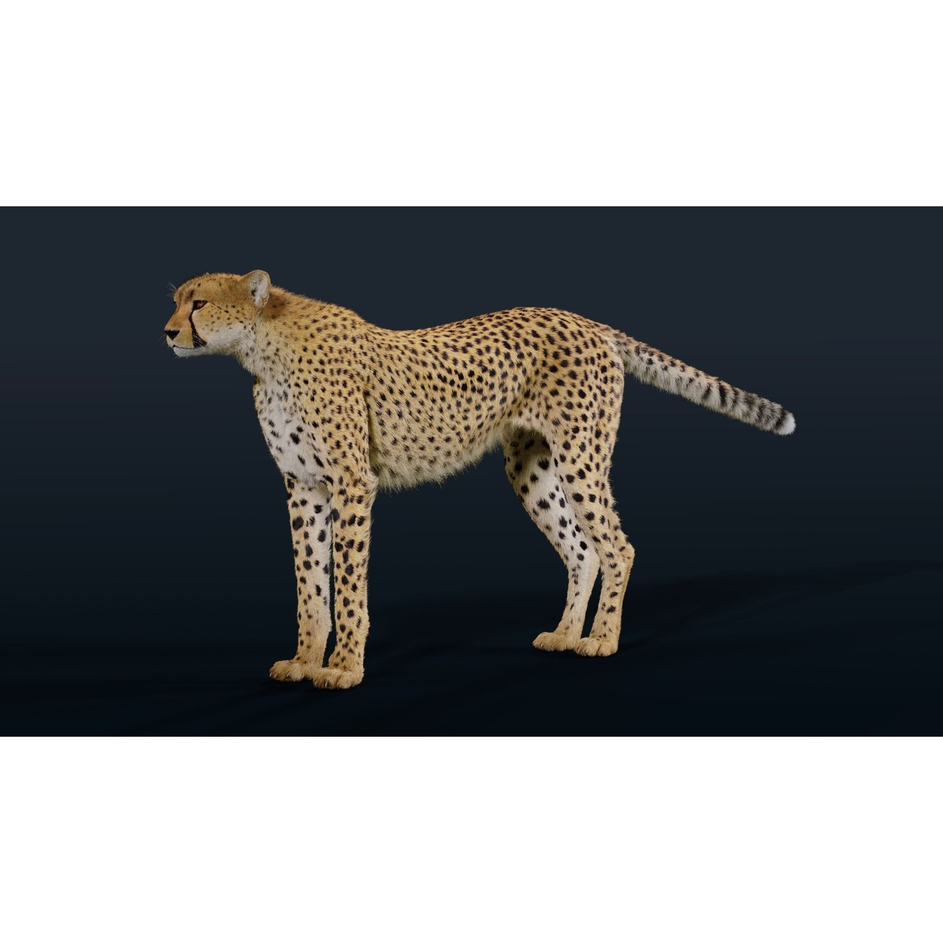 Cheetah Animated 3D model 8