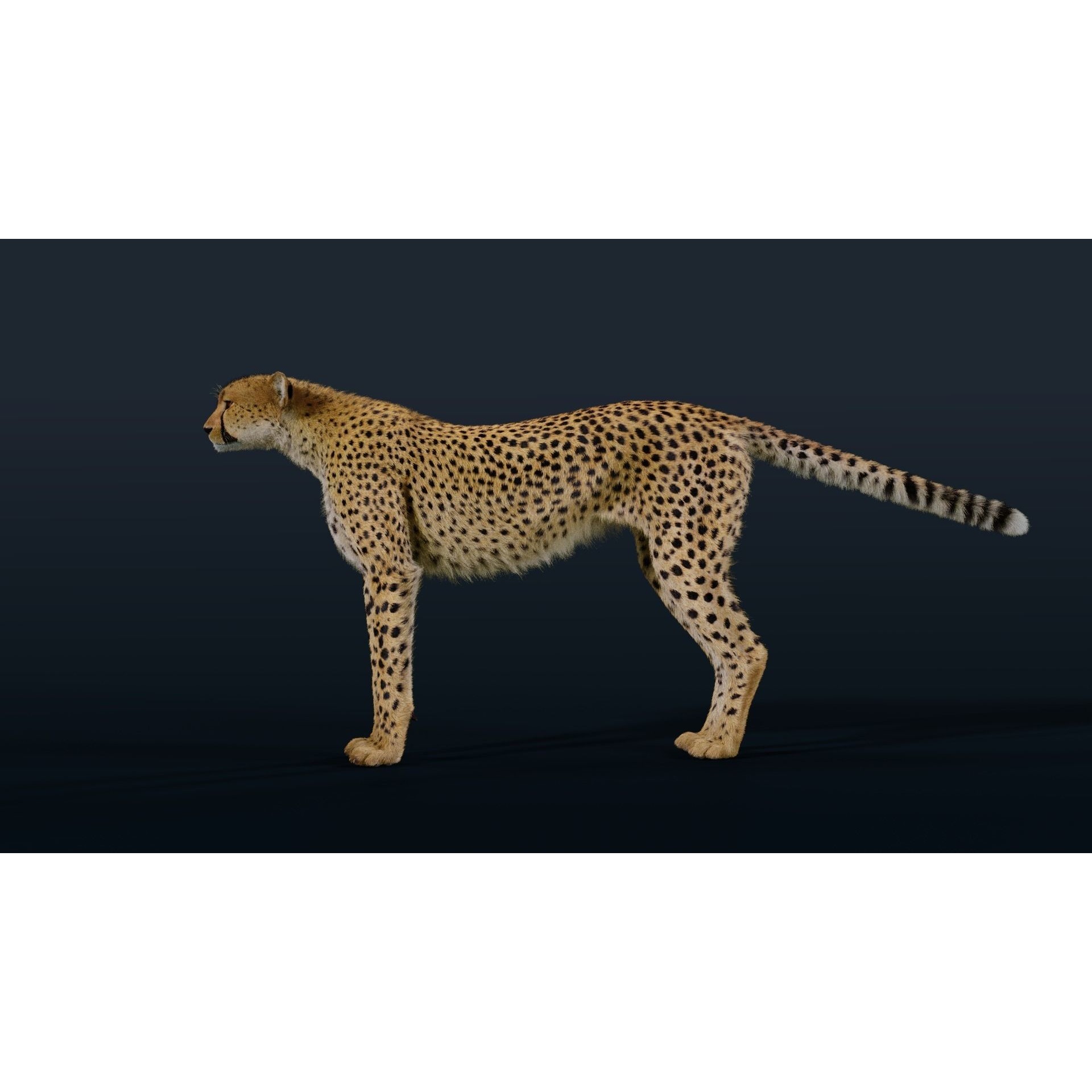 Cheetah Animated 3D model 9