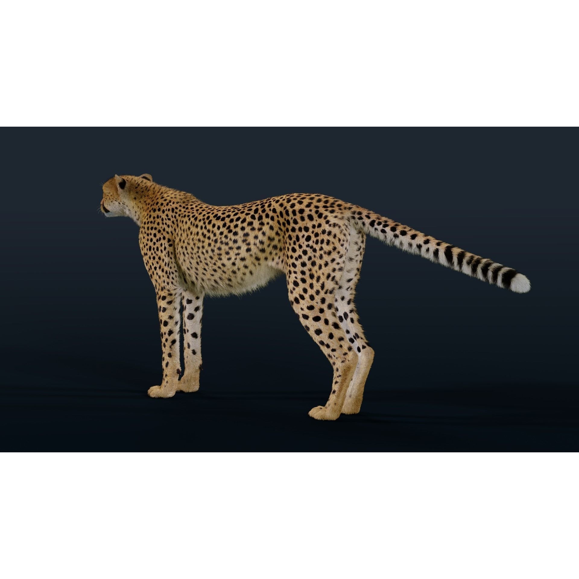 Cheetah Animated 3D model 10