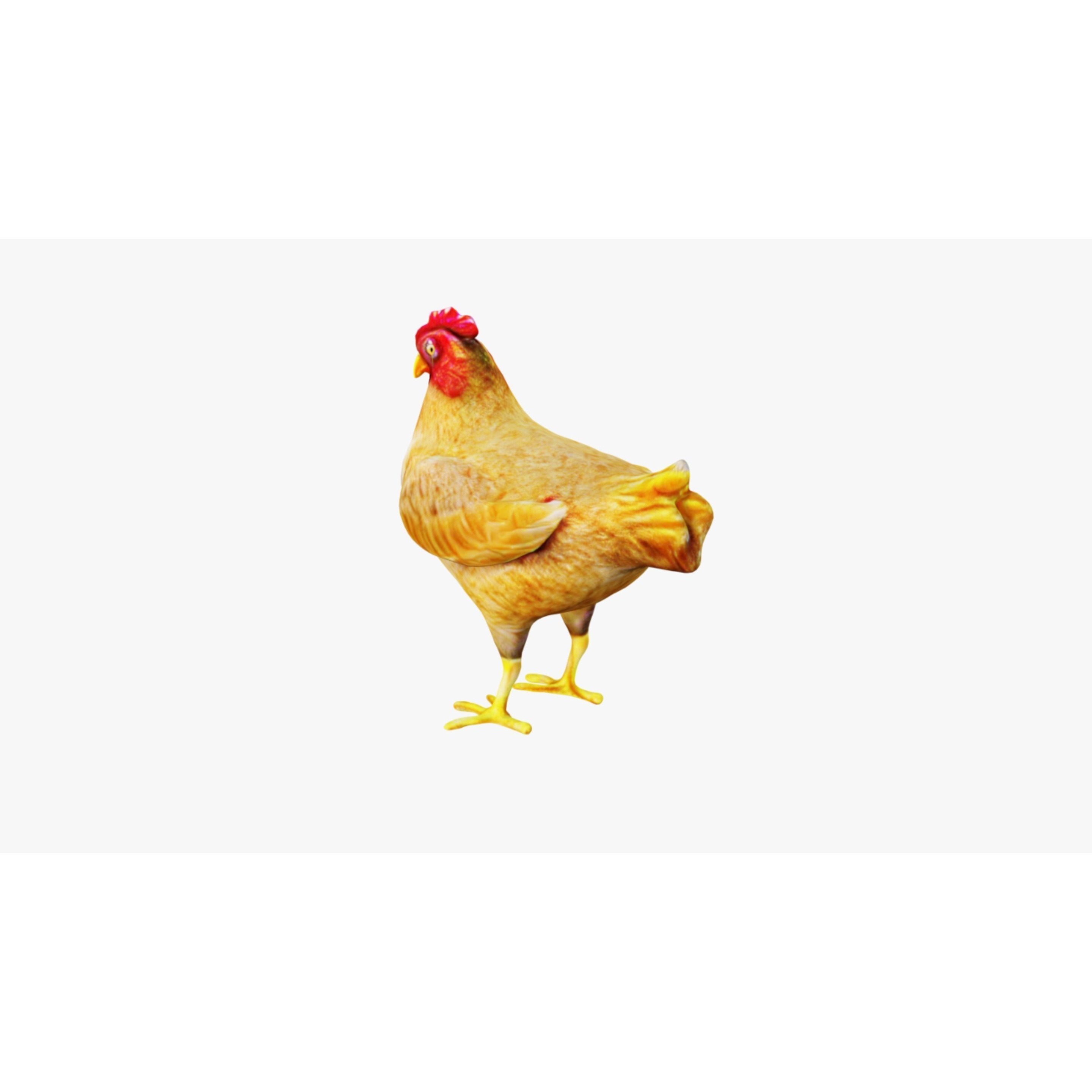 Chicken Free 3D model 4