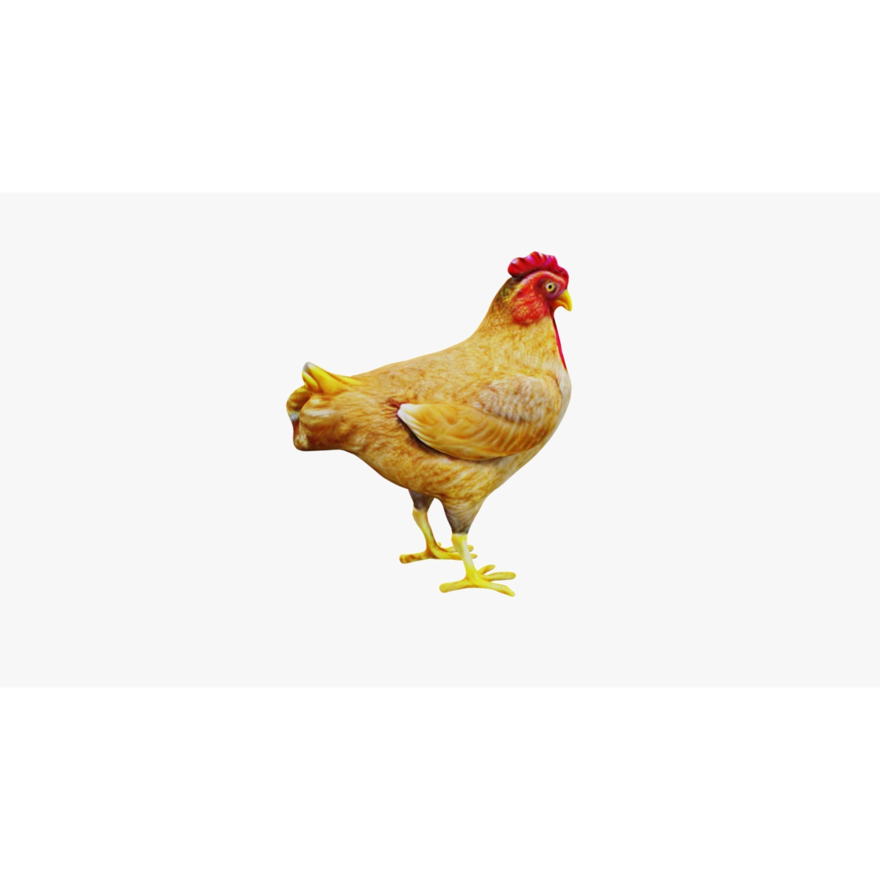 Chicken Free 3D model 5