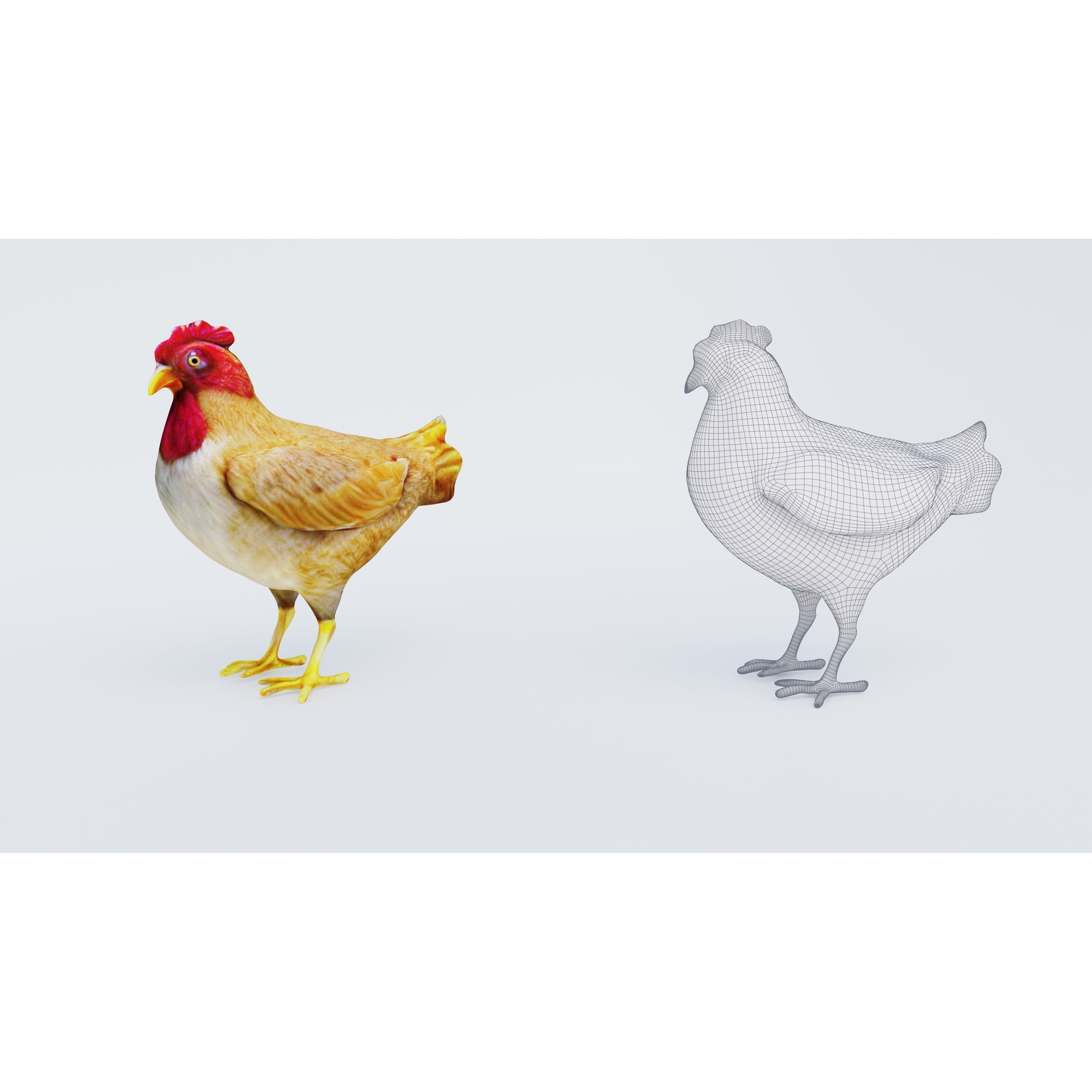 Chicken Free 3D model 6