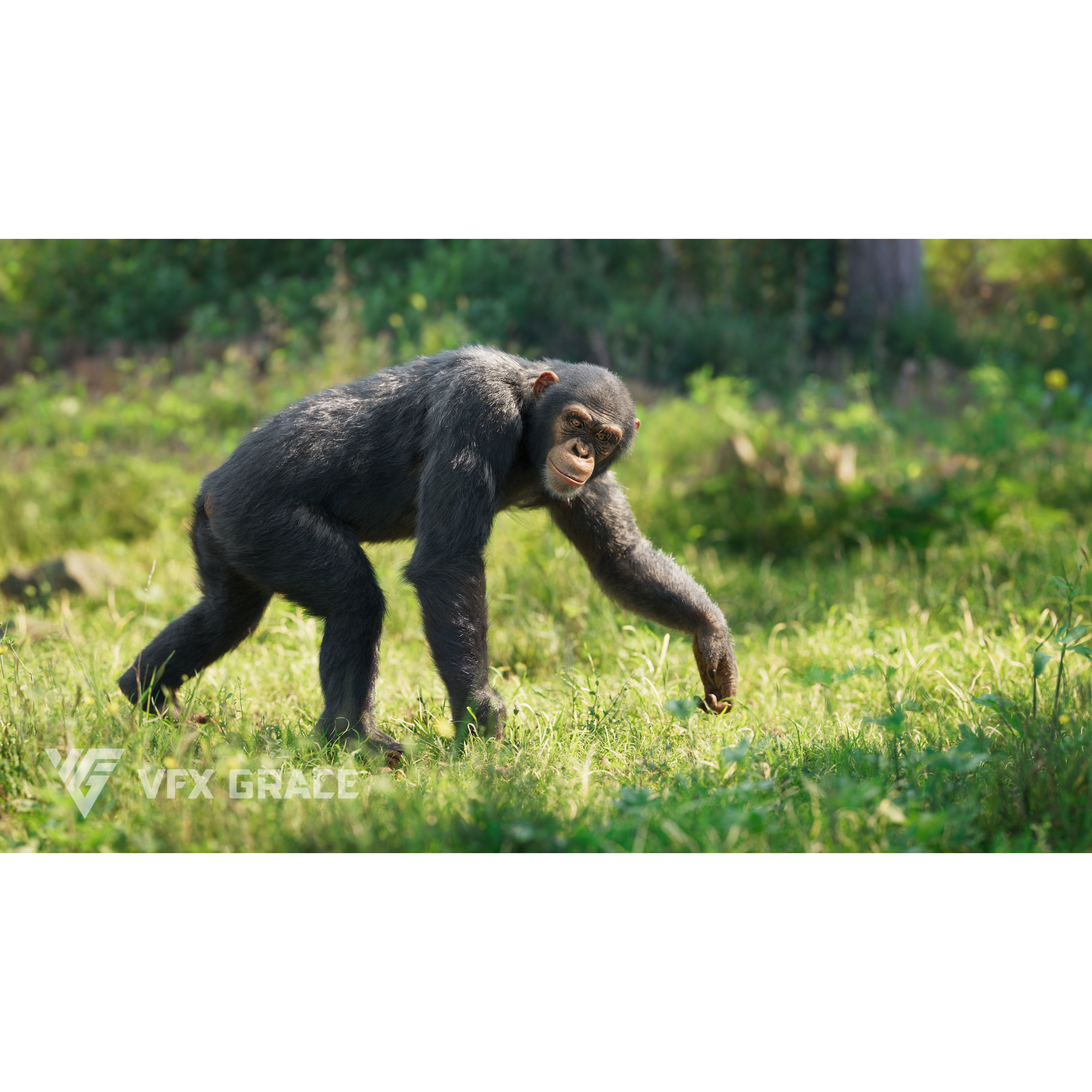 Chimpanzee Animated VFX Grace 3D model 2
