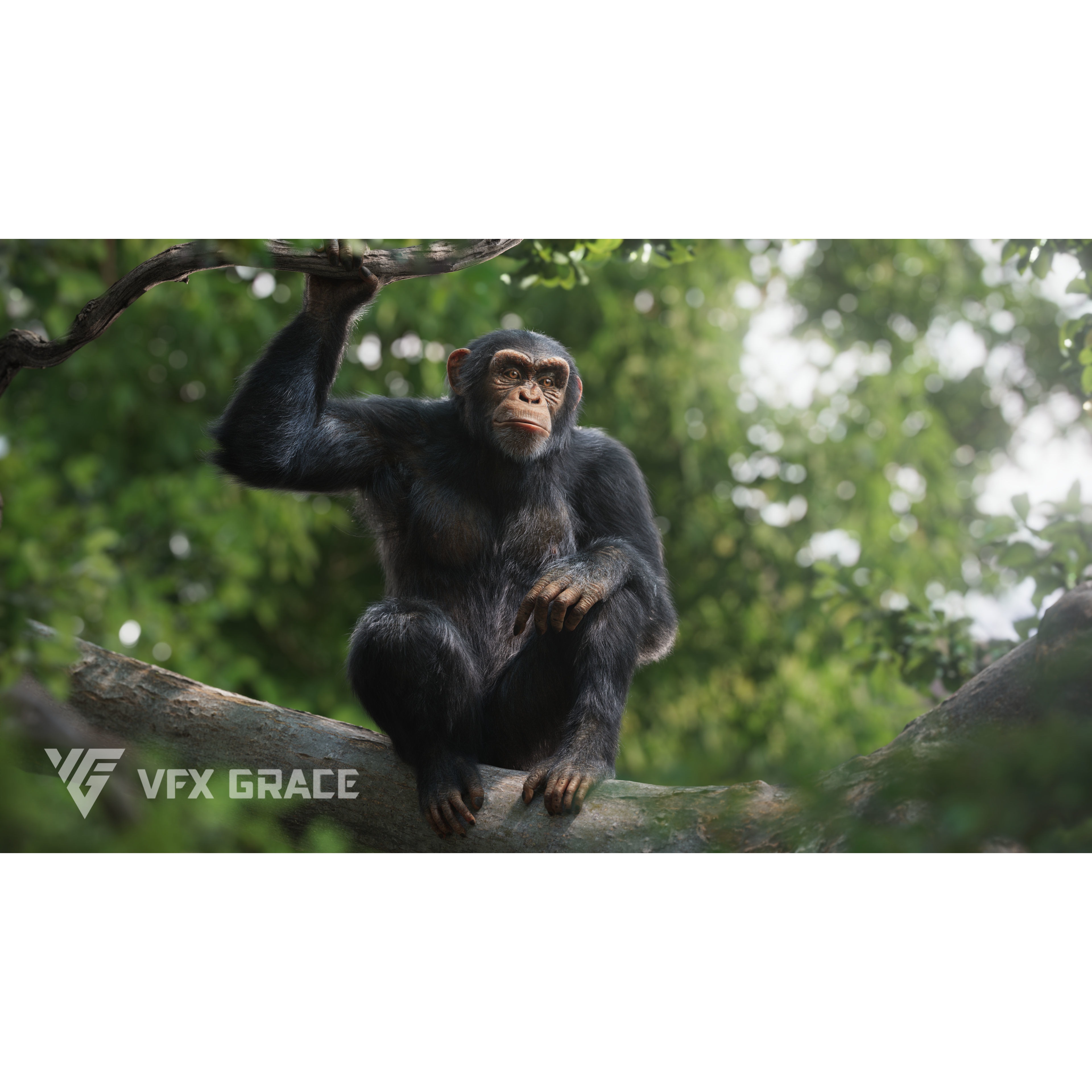 Chimpanzee Animated VFX Grace 3D model 3