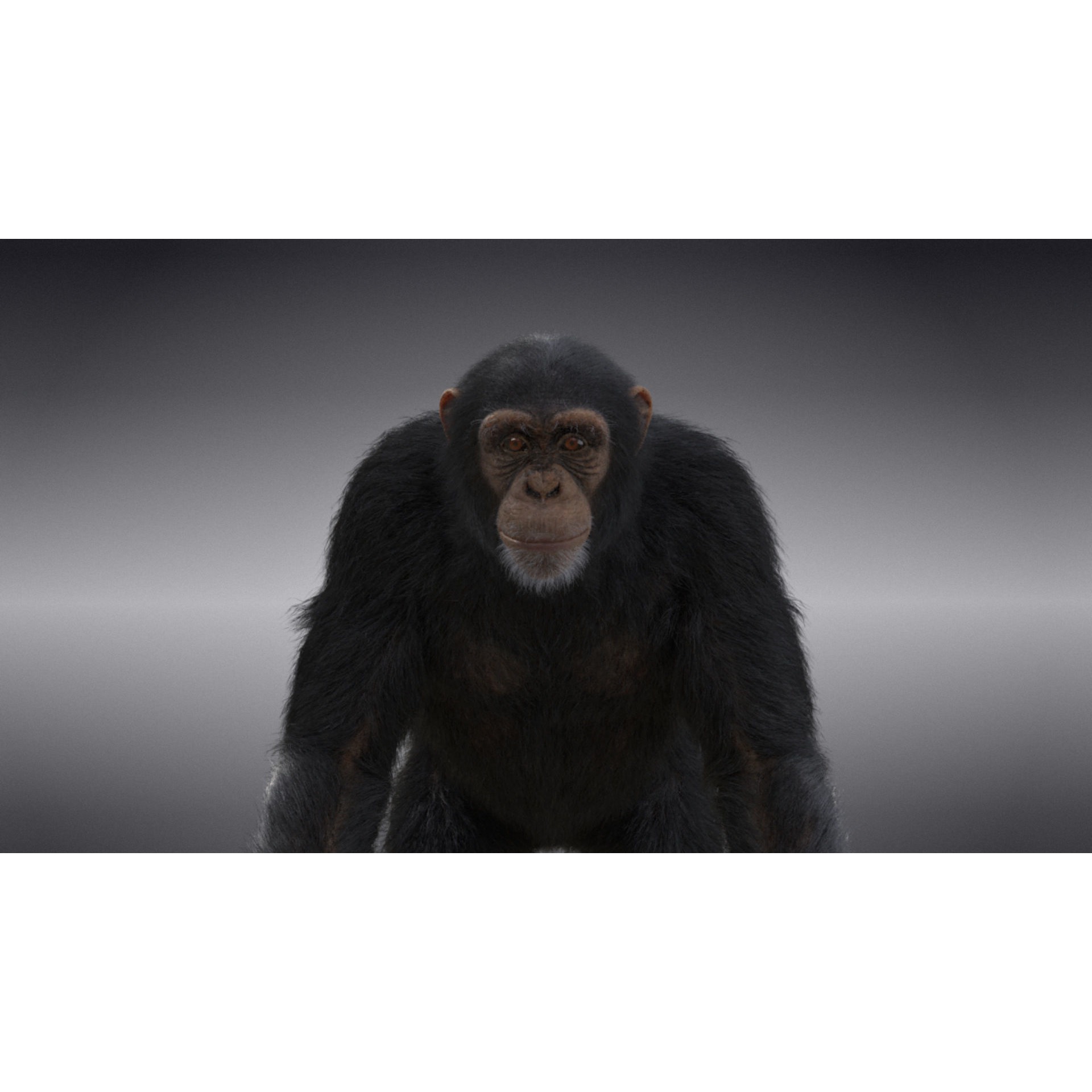 Chimpanzee Animated VFX Grace 3D model 4