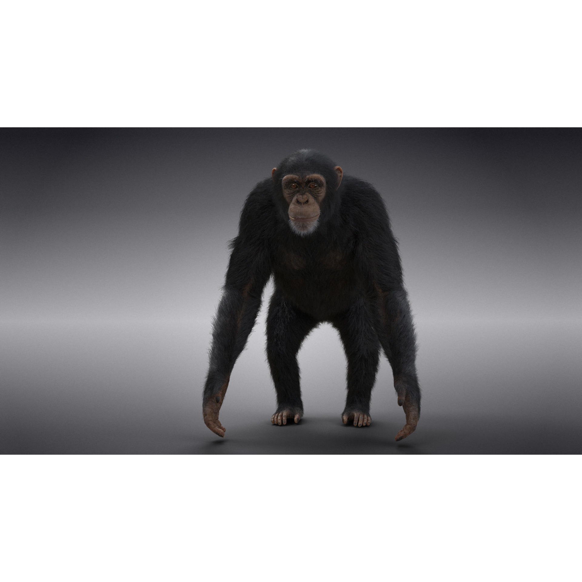 Chimpanzee Animated VFX Grace 3D model 5