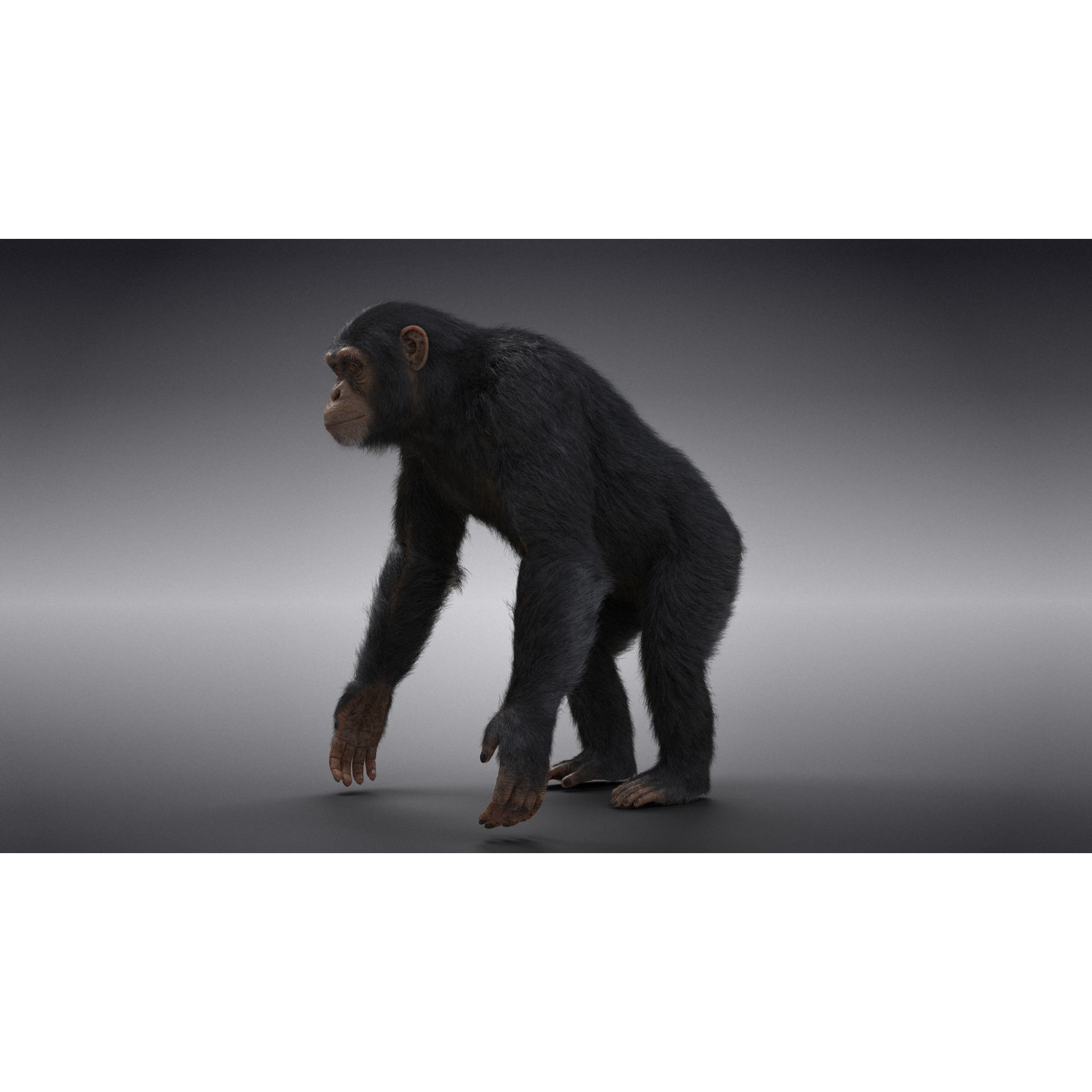 Chimpanzee Animated VFX Grace 3D model 6